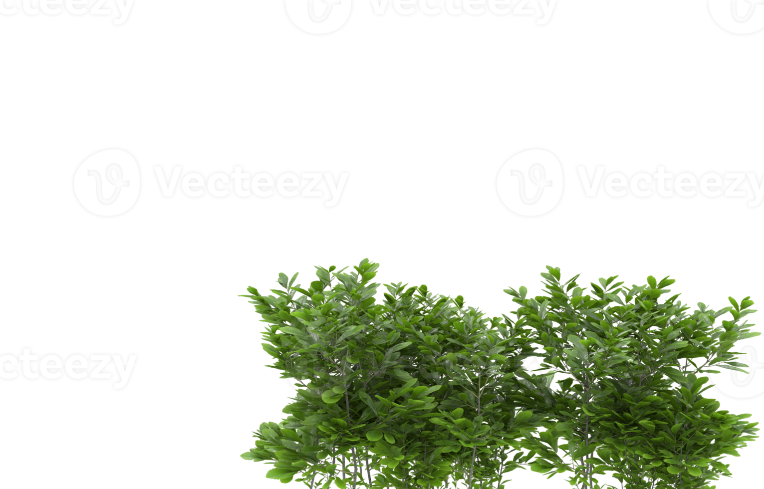 realistisk lövverk isolerat på transparent bakgrund. 3d tolkning - illustration png