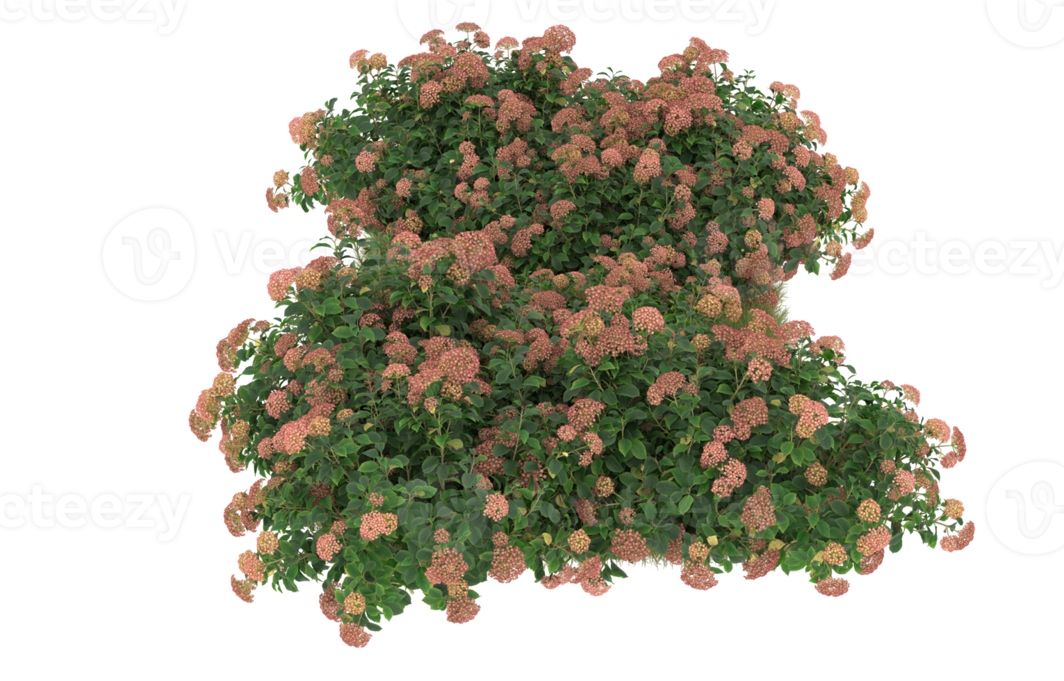Realistic foliage isolated on transparent background. 3d rendering - illustration png