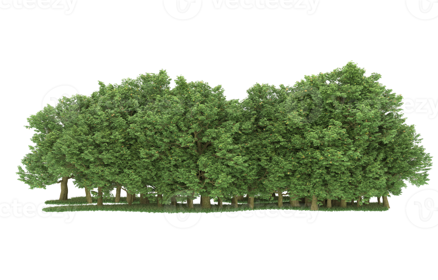 Realistic forest isolated on transparent background. 3d rendering - illustration png