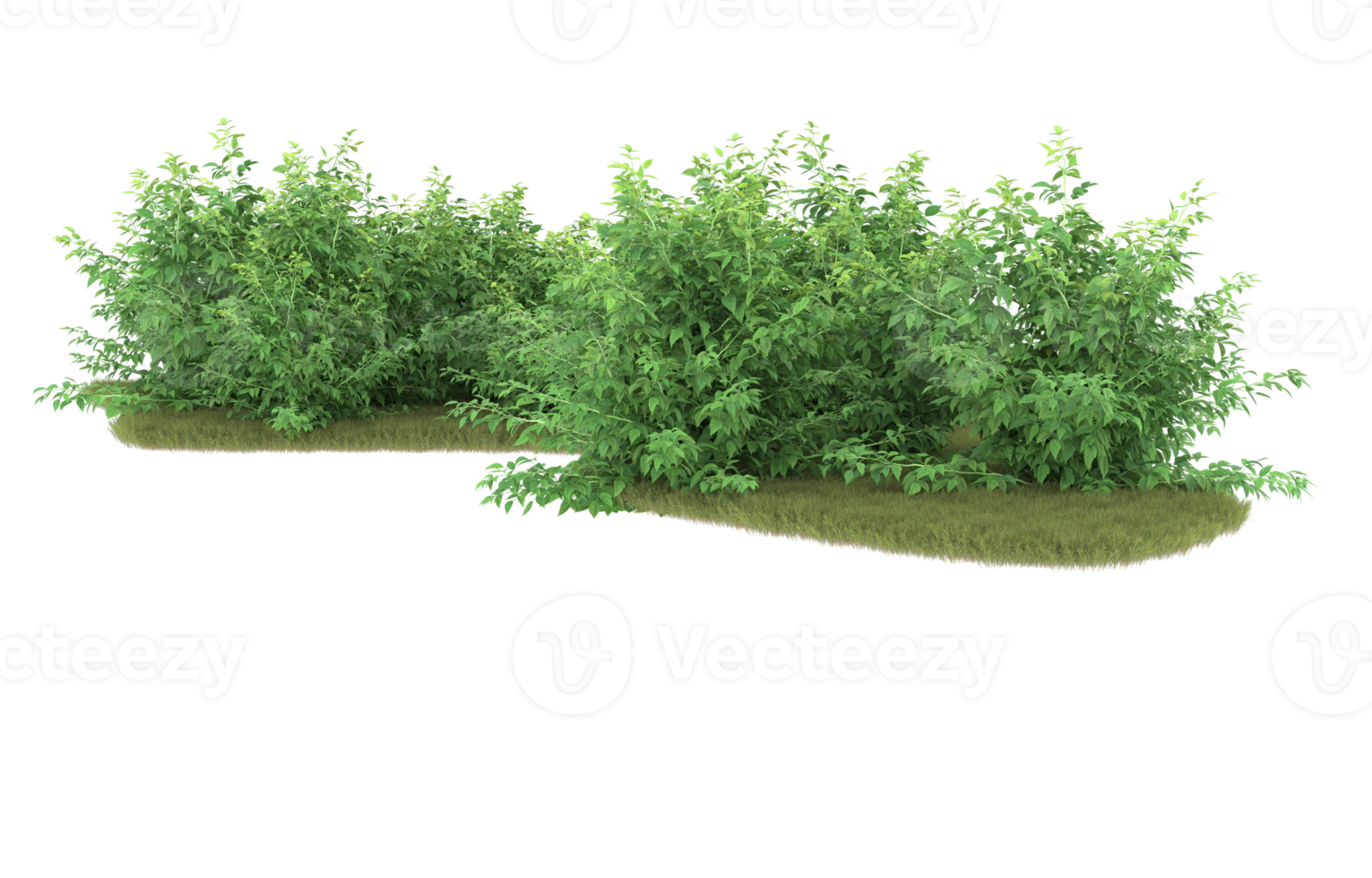Realistic foliage isolated on transparent background. 3d rendering - illustration png
