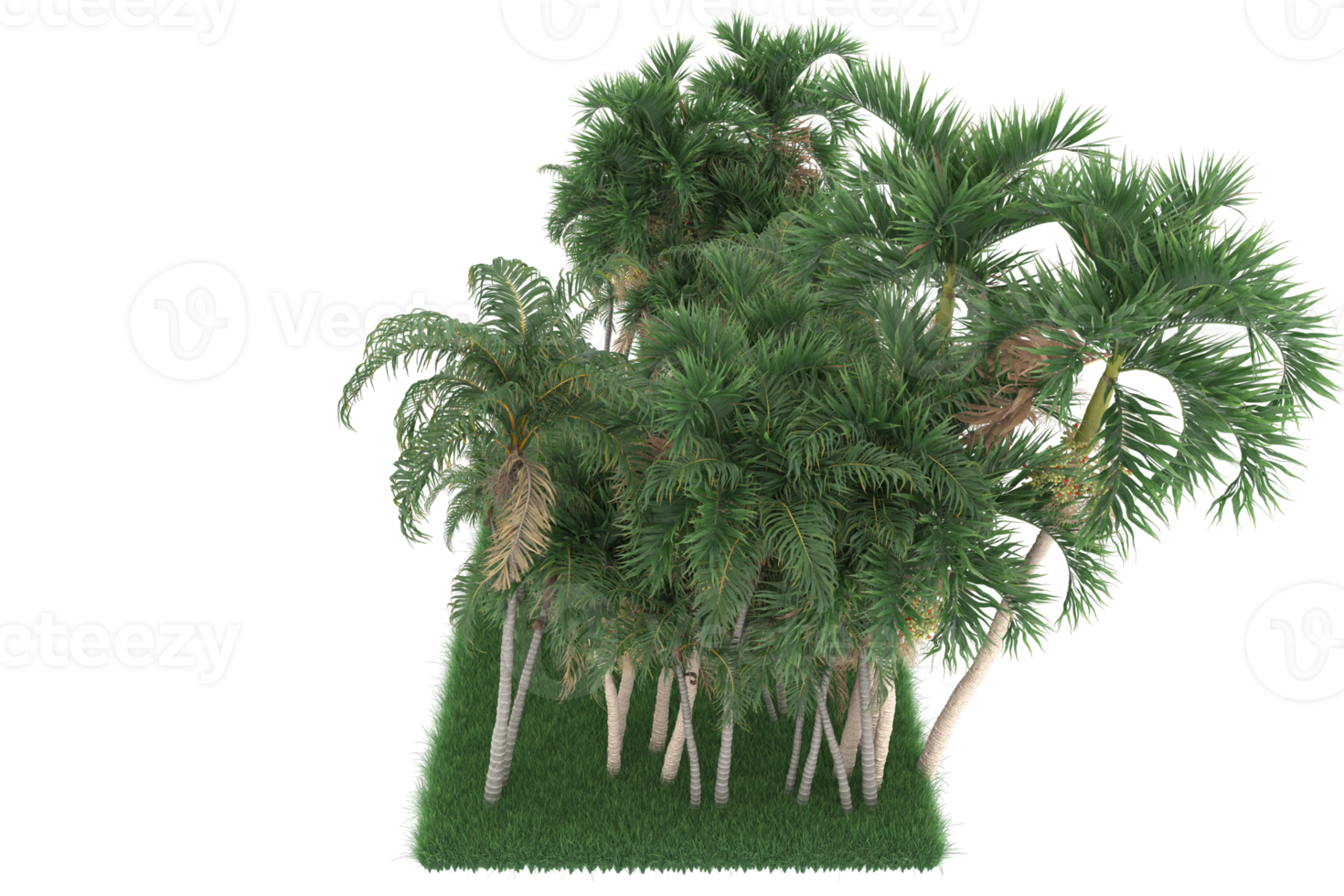 Palm trees isolated on transparent background. 3d rendering - illustration png