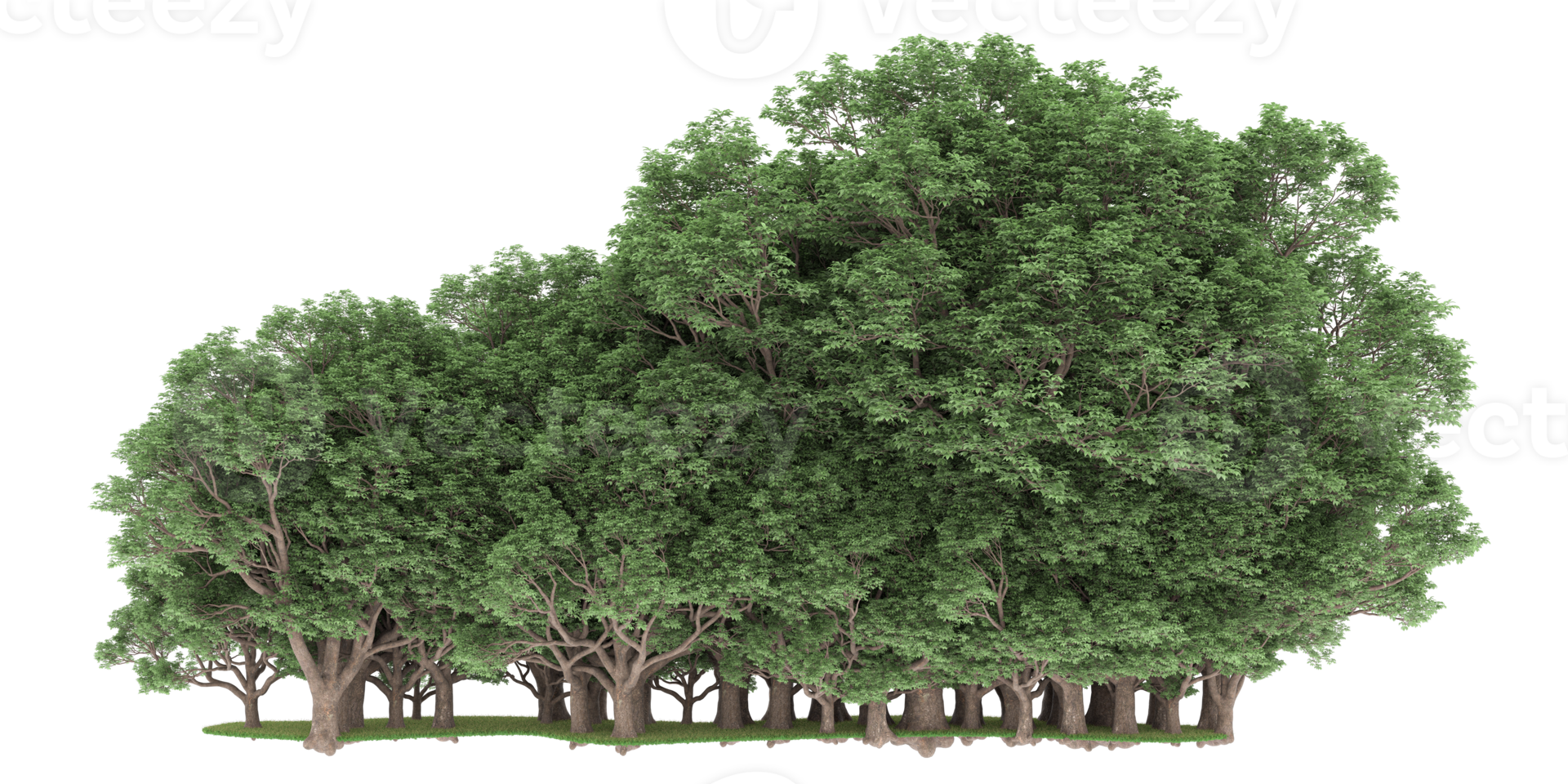 Realistic forest isolated on transparent background. 3d rendering - illustration png