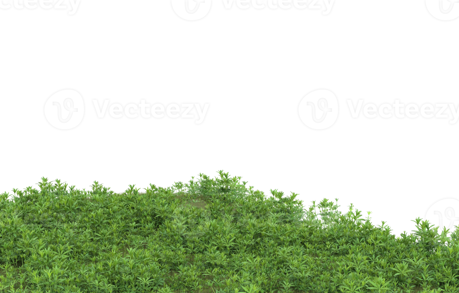 Realistic foliage isolated on transparent background. 3d rendering - illustration png