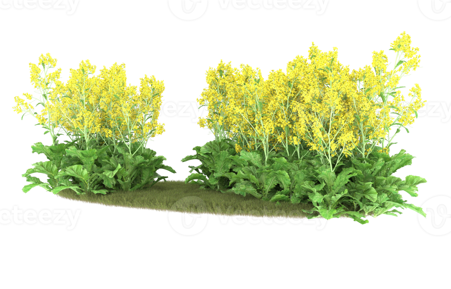 realistisk lövverk isolerat på transparent bakgrund. 3d tolkning - illustration png