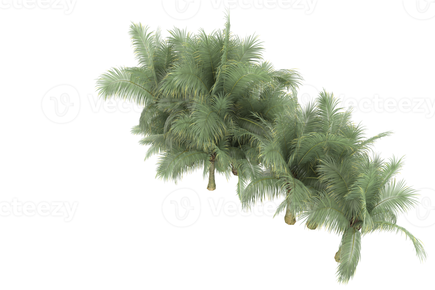 Palm trees isolated on transparent background. 3d rendering - illustration png
