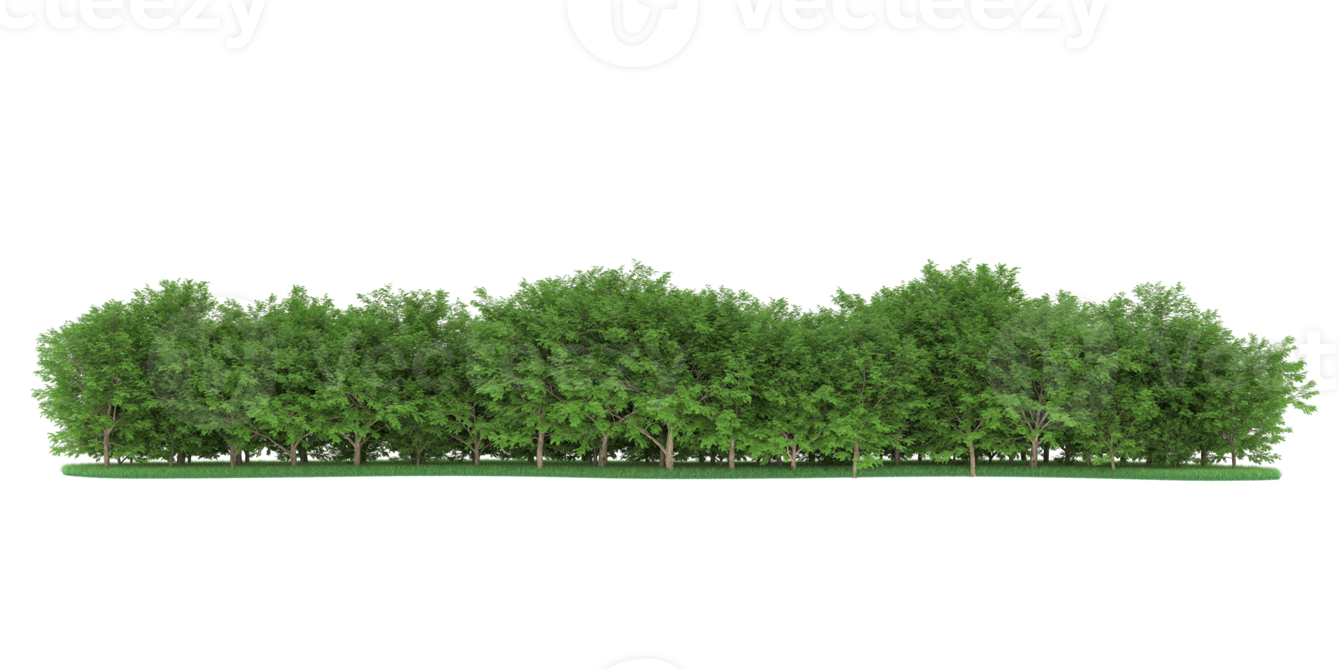 Realistic forest isolated on transparent background. 3d rendering - illustration png