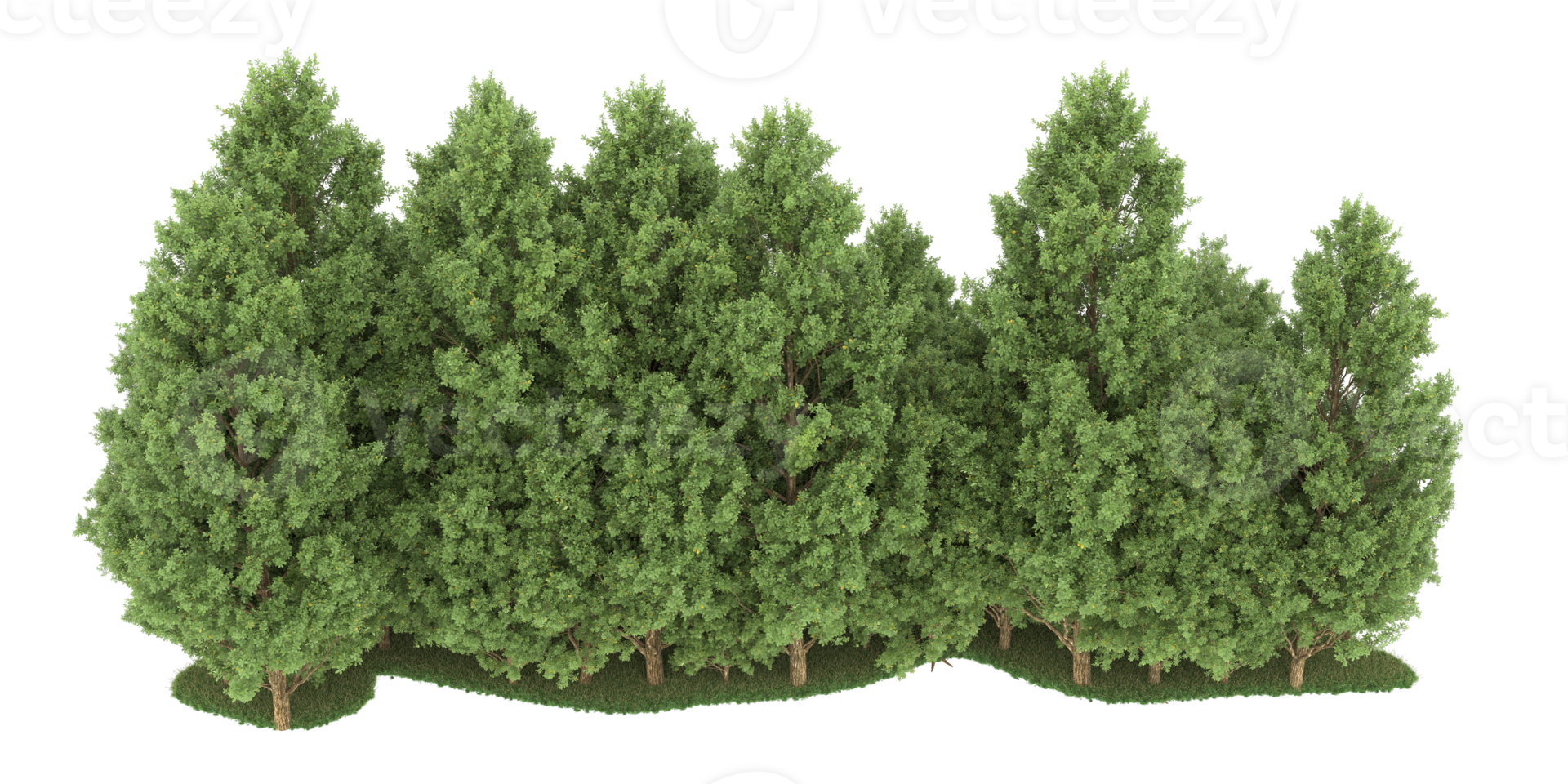 Realistic forest isolated on transparent background. 3d rendering - illustration png