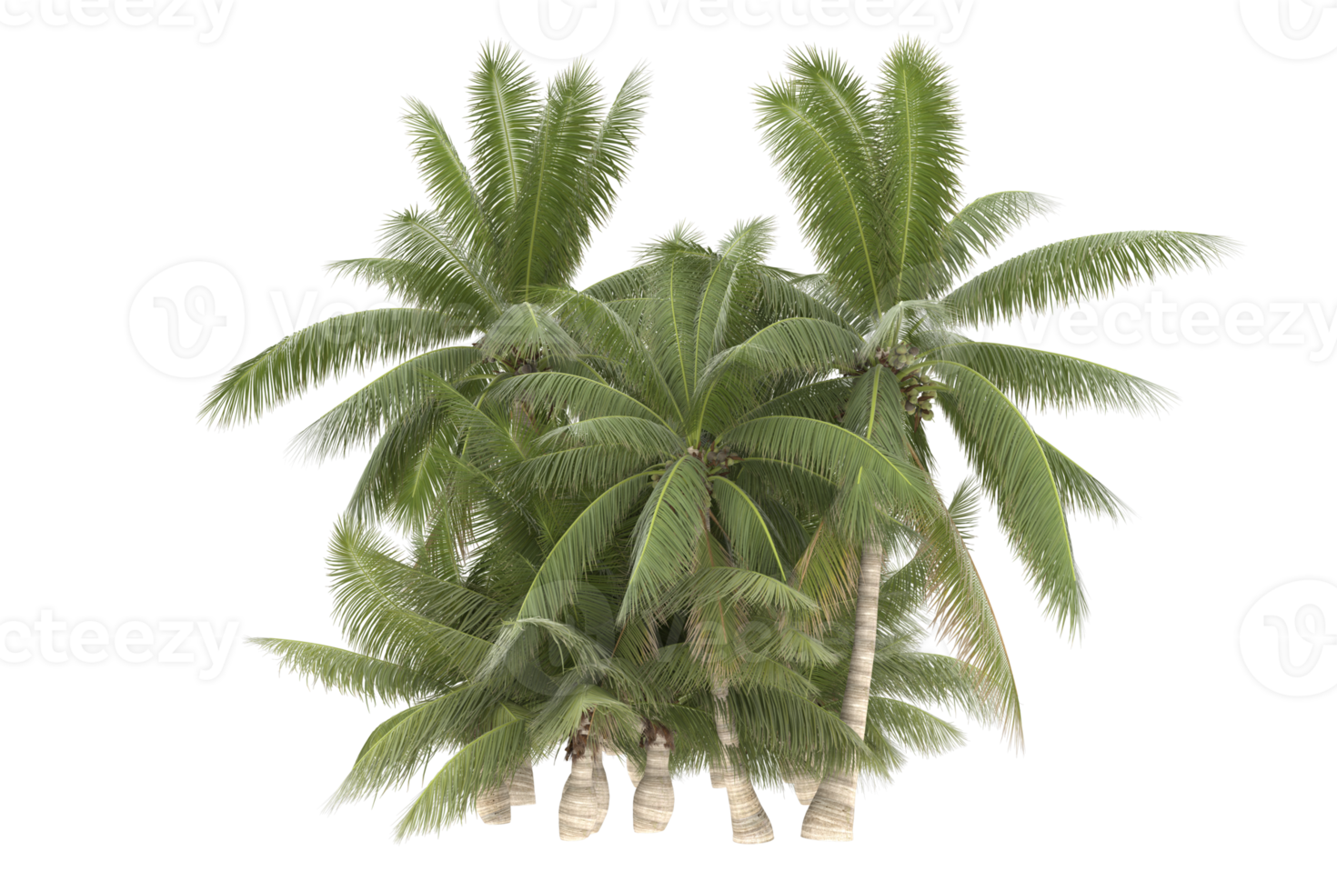 palm bomen geïsoleerd Aan transparant achtergrond. 3d renderen - illustratie png