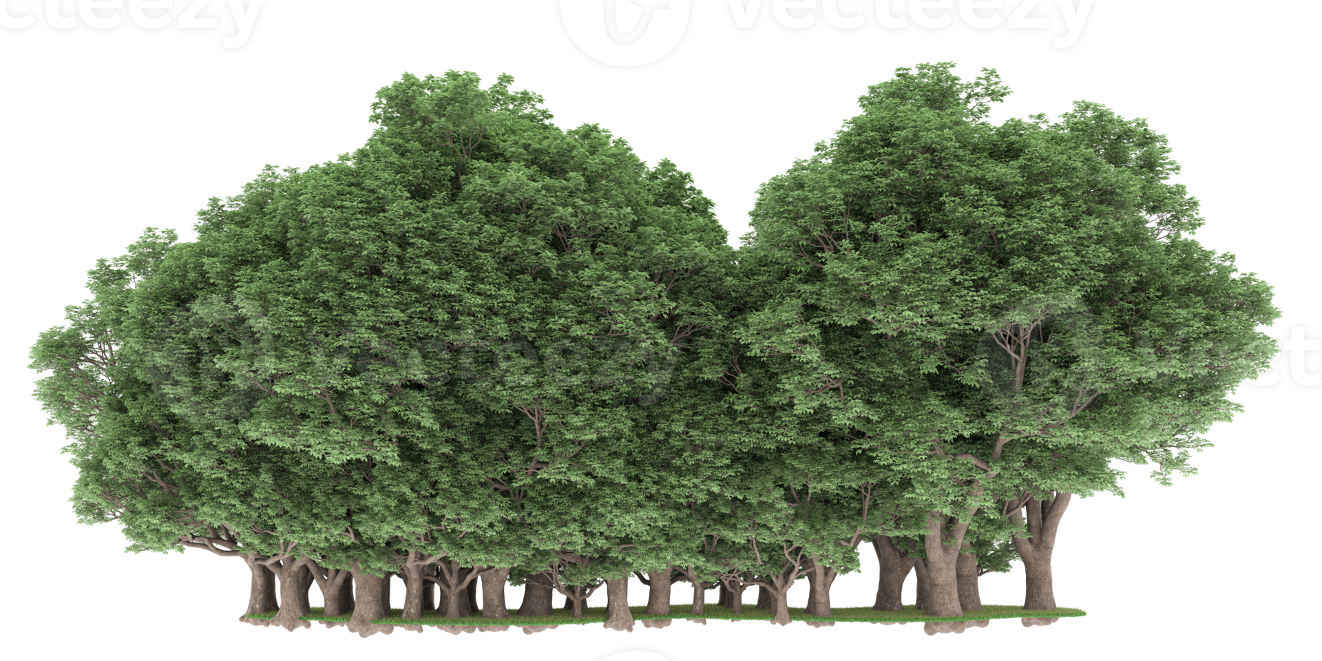 Realistic forest isolated on transparent background. 3d rendering - illustration png