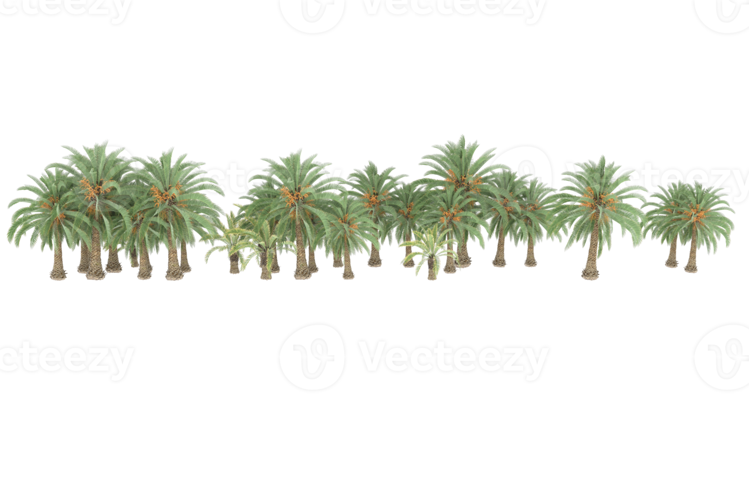 Palm trees isolated on transparent background. 3d rendering - illustration png