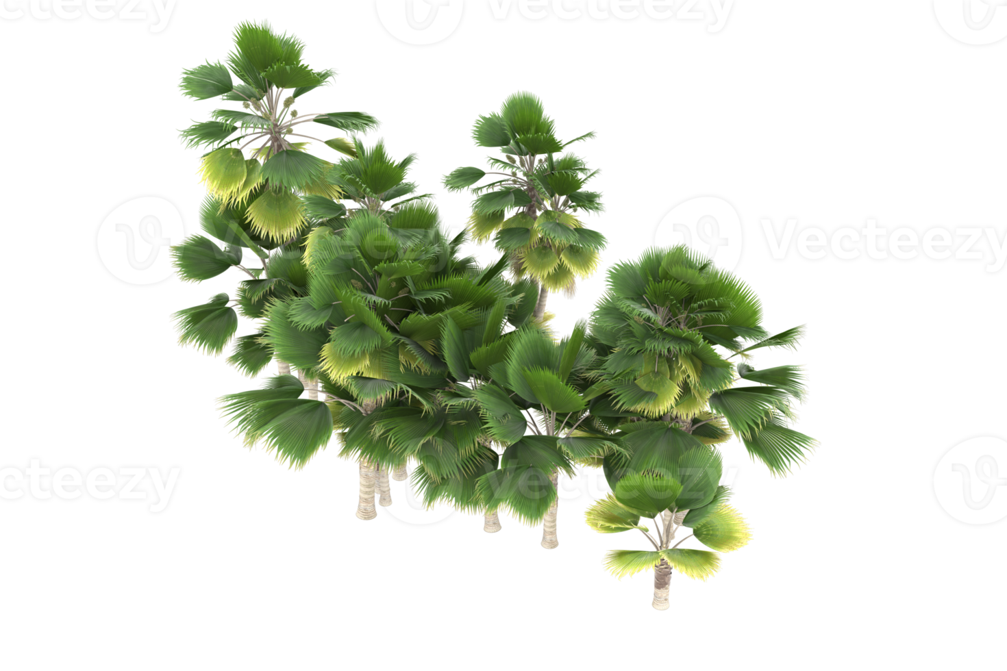 Palm trees isolated on transparent background. 3d rendering - illustration png
