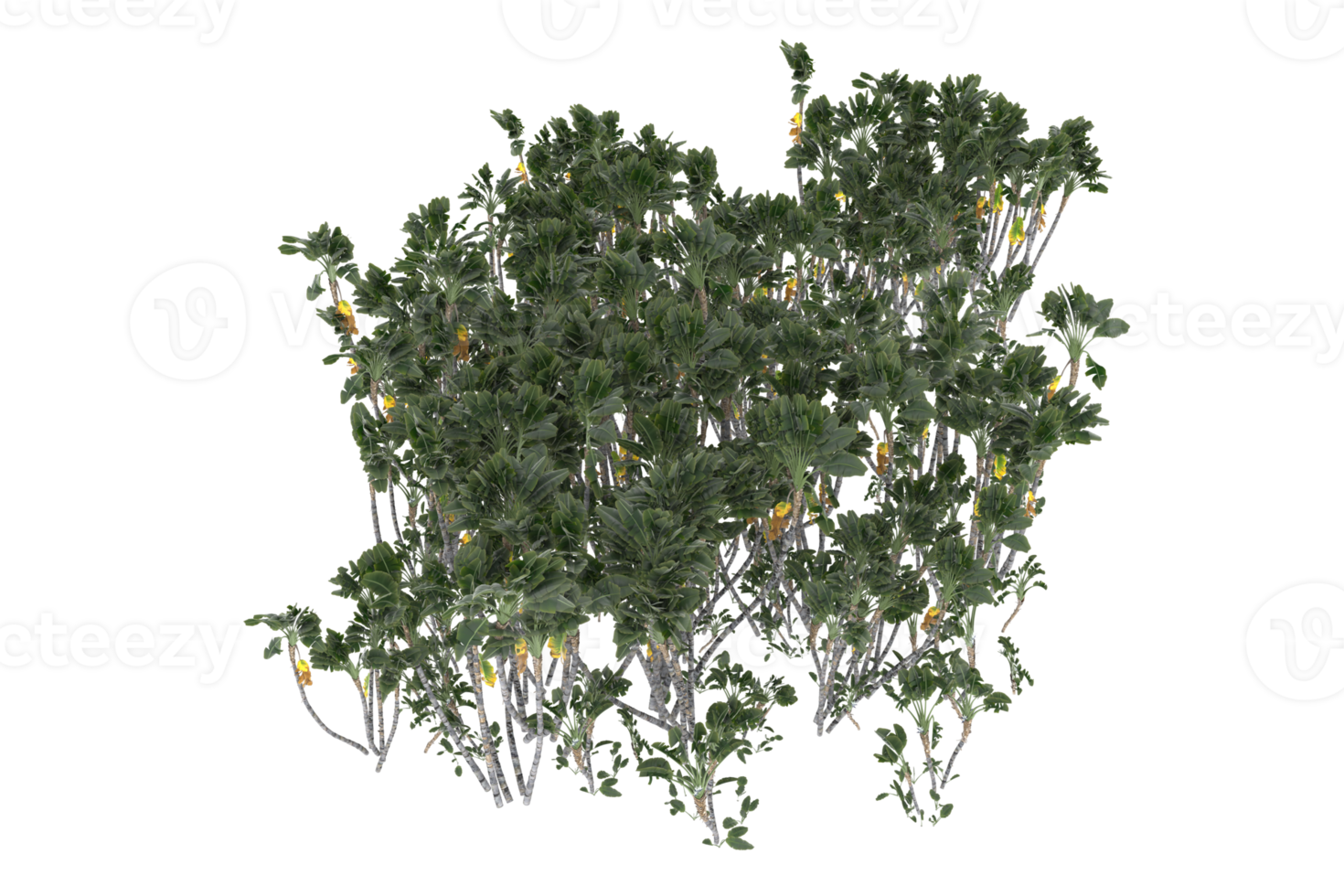 palma alberi isolato su trasparente sfondo. 3d interpretazione - illustrazione png