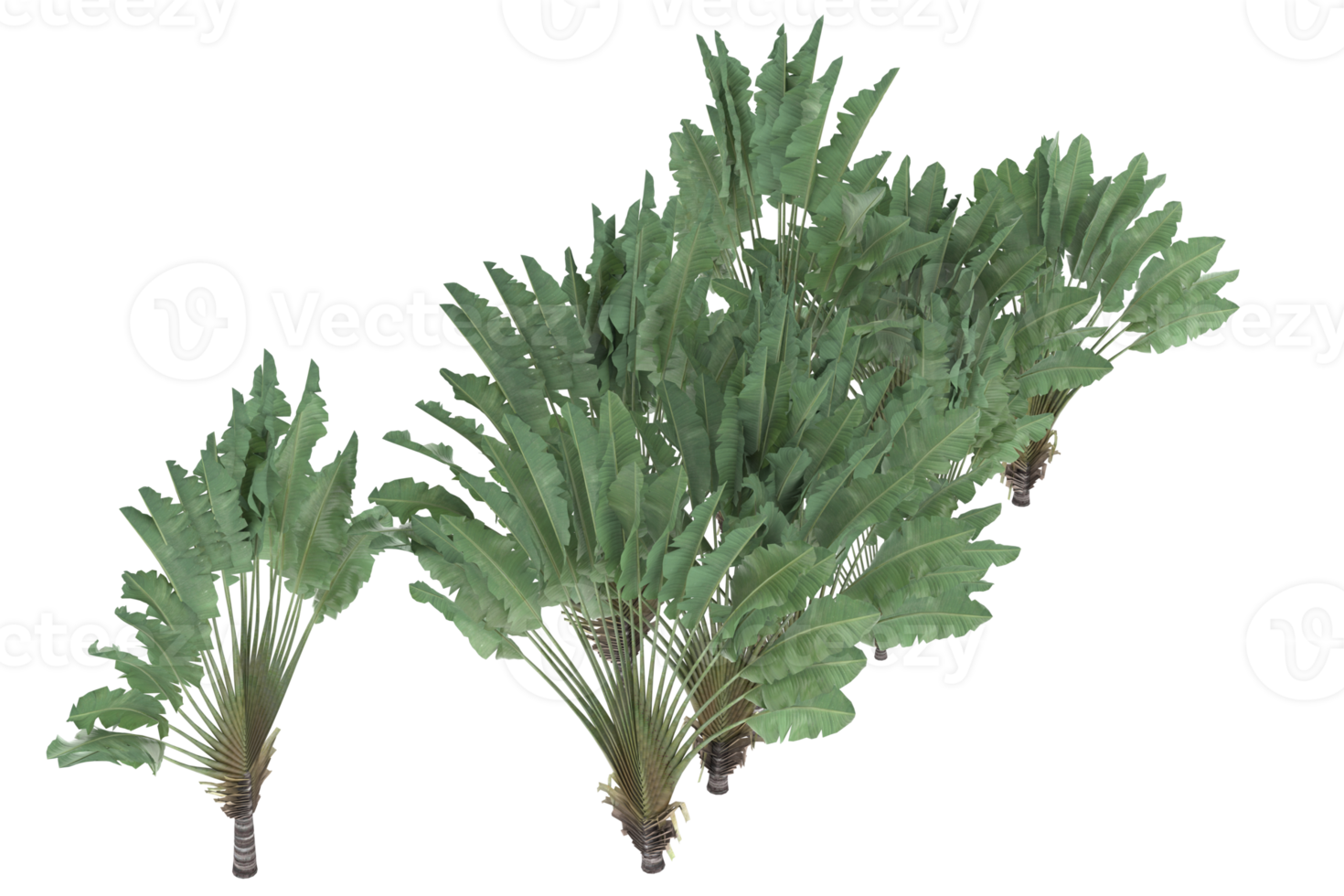 Palm trees isolated on transparent background. 3d rendering - illustration png