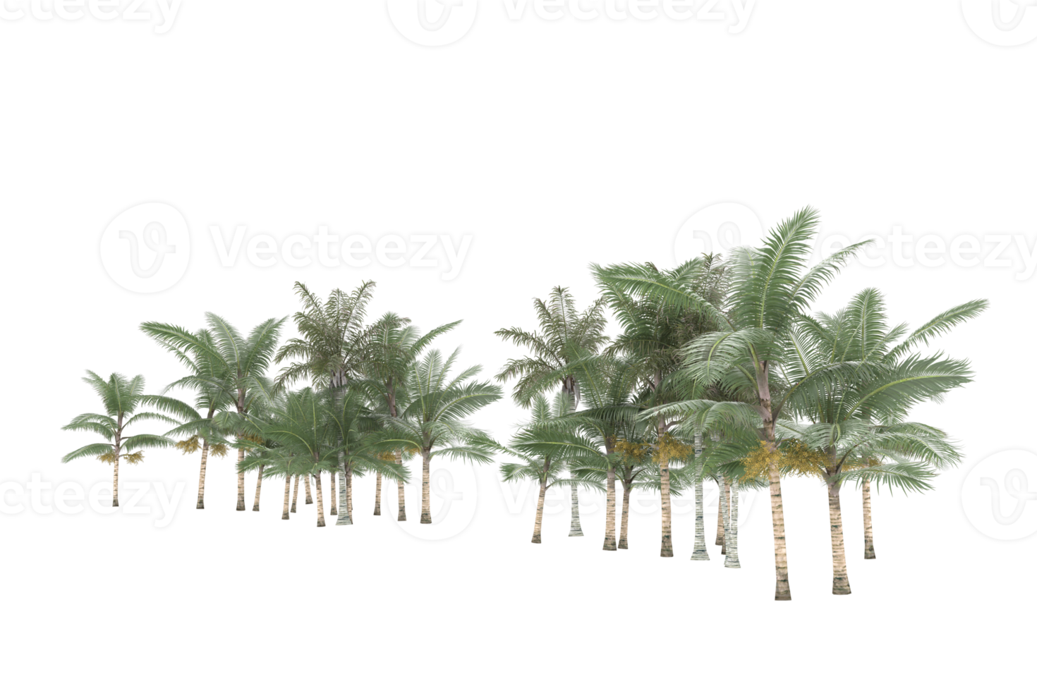 Palm trees isolated on transparent background. 3d rendering - illustration png
