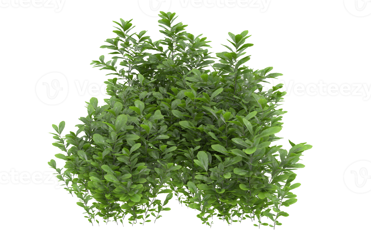 Realistic foliage isolated on transparent background. 3d rendering - illustration png