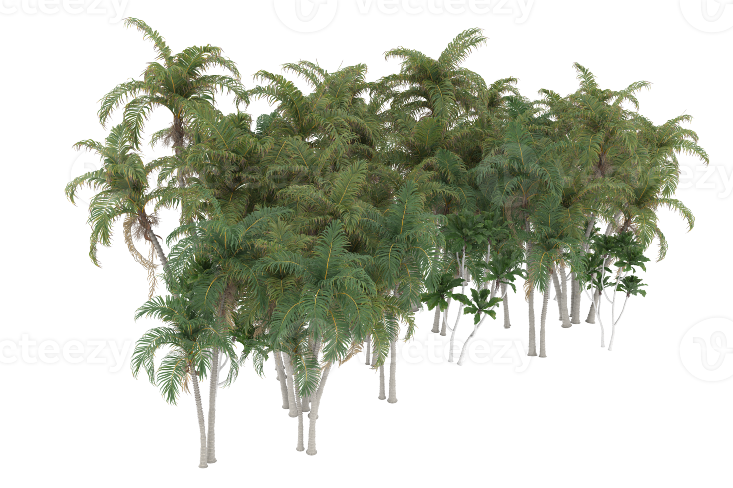 Palm trees isolated on transparent background. 3d rendering - illustration png