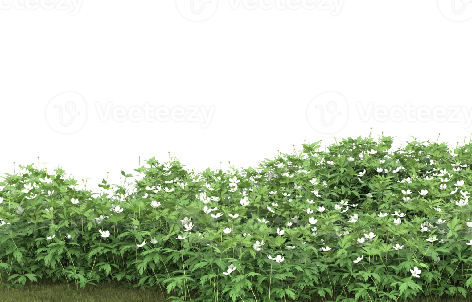 Realistic foliage isolated on transparent background. 3d rendering - illustration png