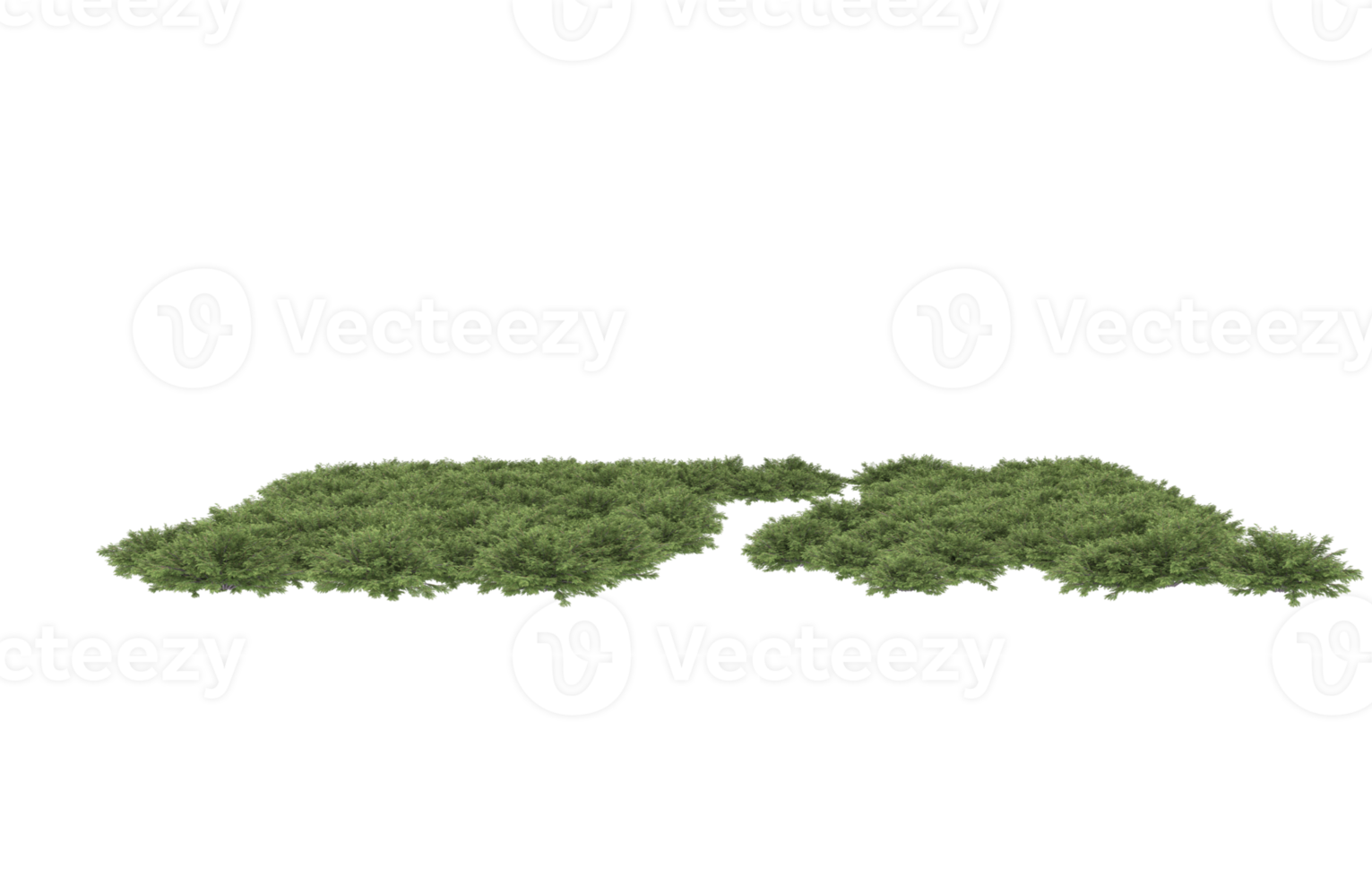 realistisk lövverk isolerat på transparent bakgrund. 3d tolkning - illustration png