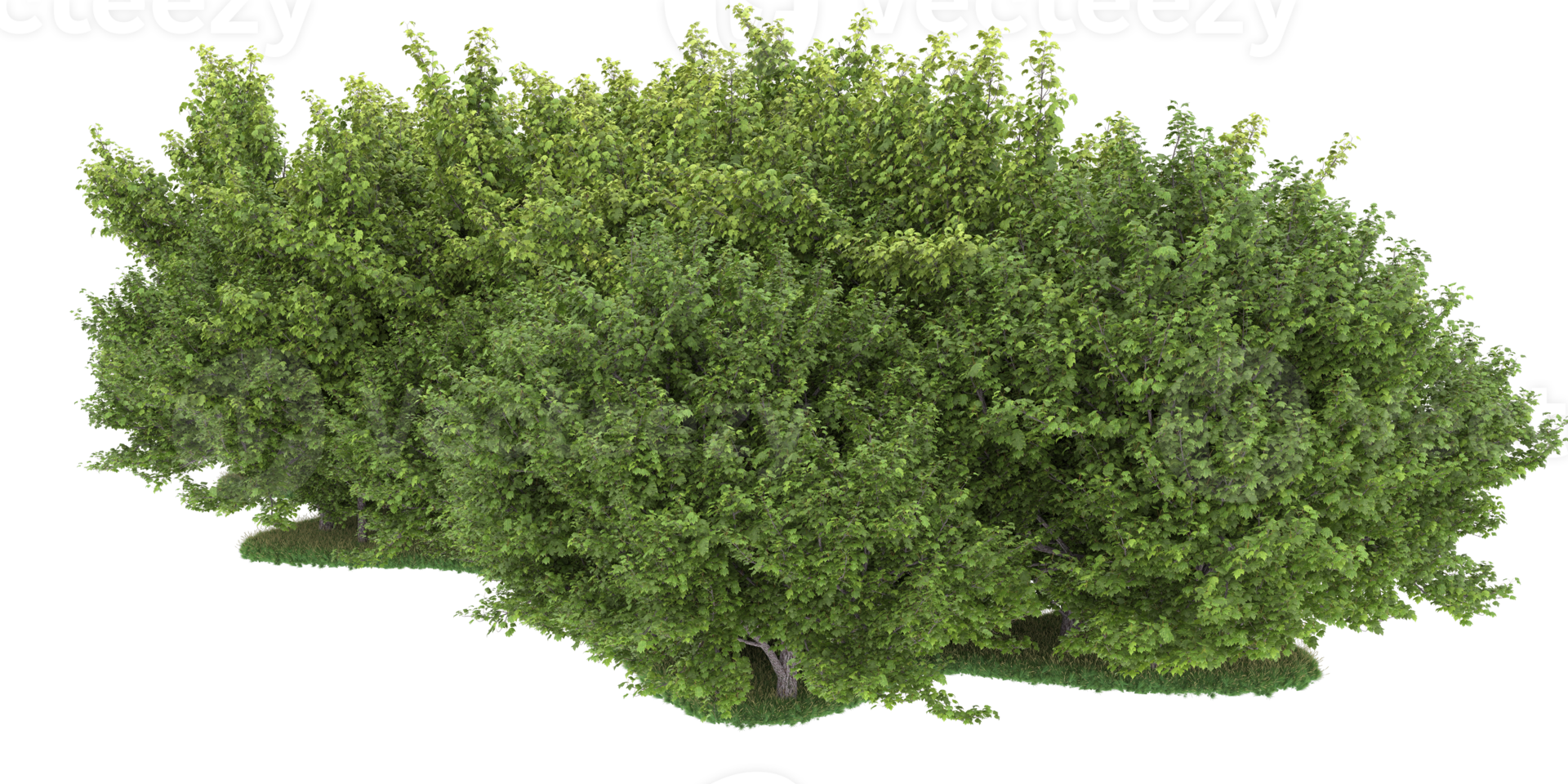 Realistic forest isolated on transparent background. 3d rendering - illustration png