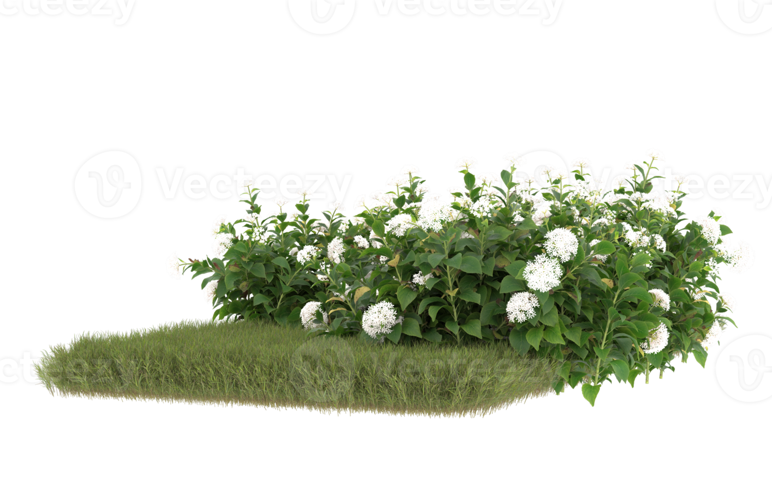 Realistic foliage isolated on transparent background. 3d rendering - illustration png