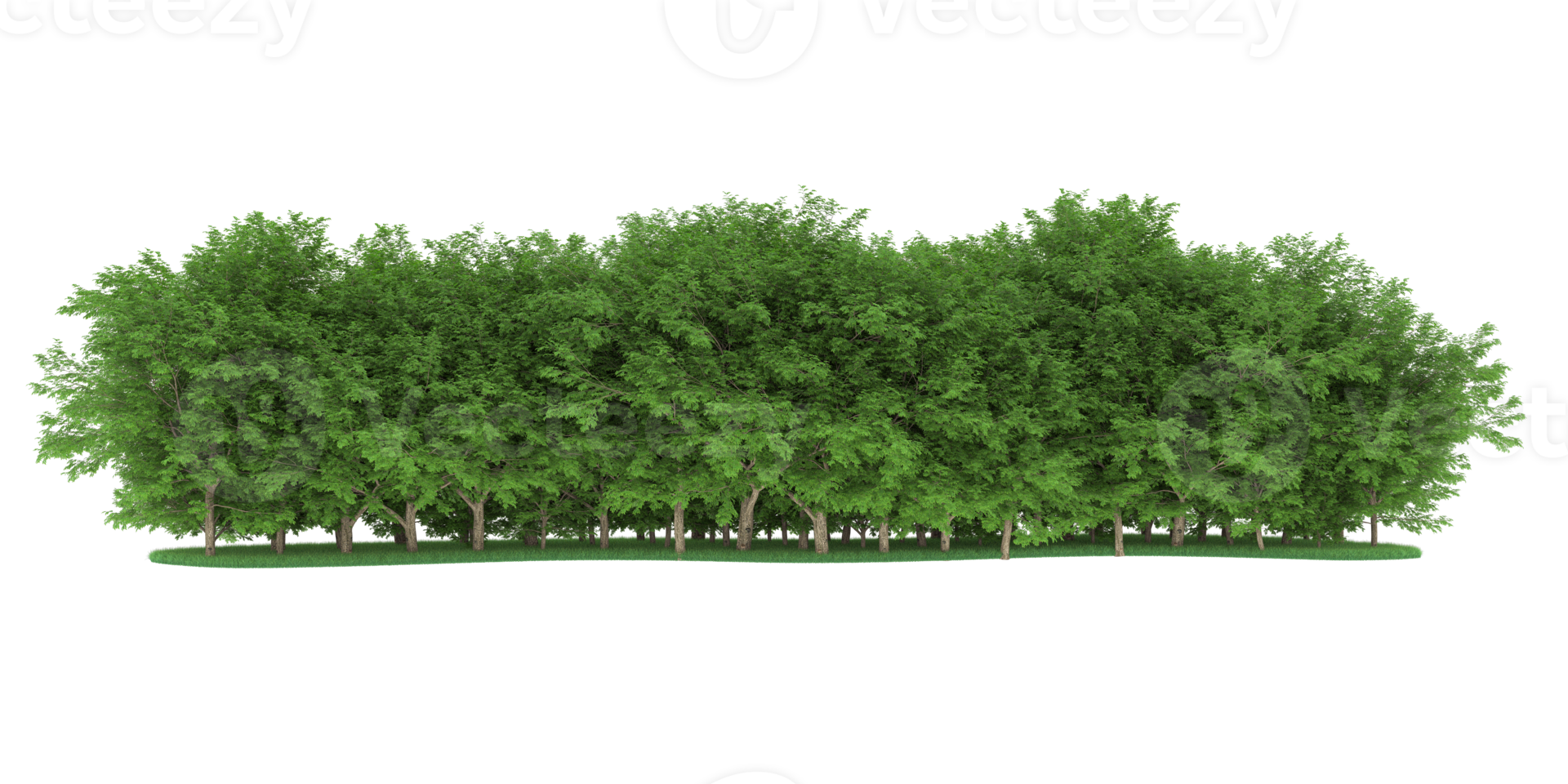 Realistic forest isolated on transparent background. 3d rendering - illustration png