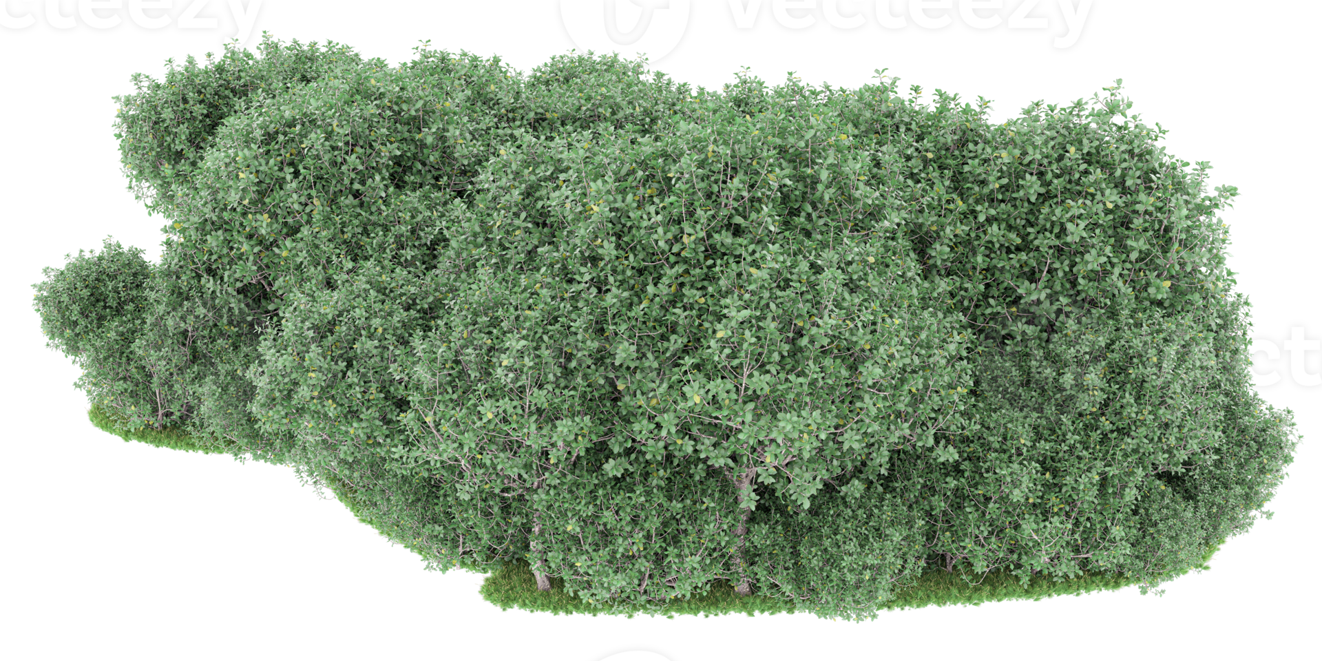 Realistic forest isolated on transparent background. 3d rendering - illustration png