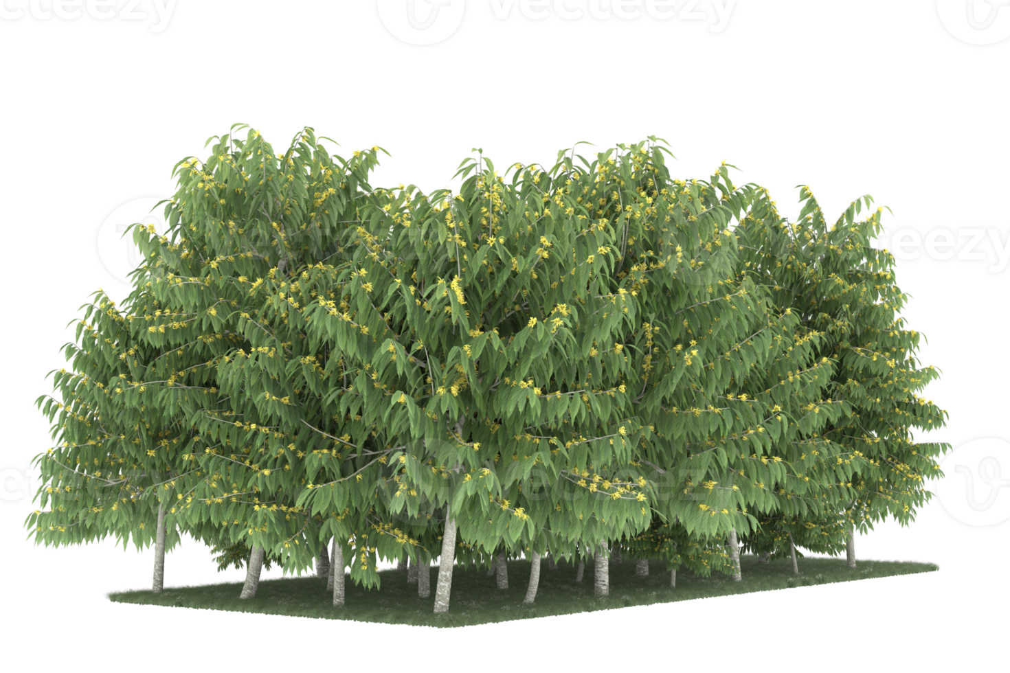 Realistic forest isolated on transparent background. 3d rendering - illustration png