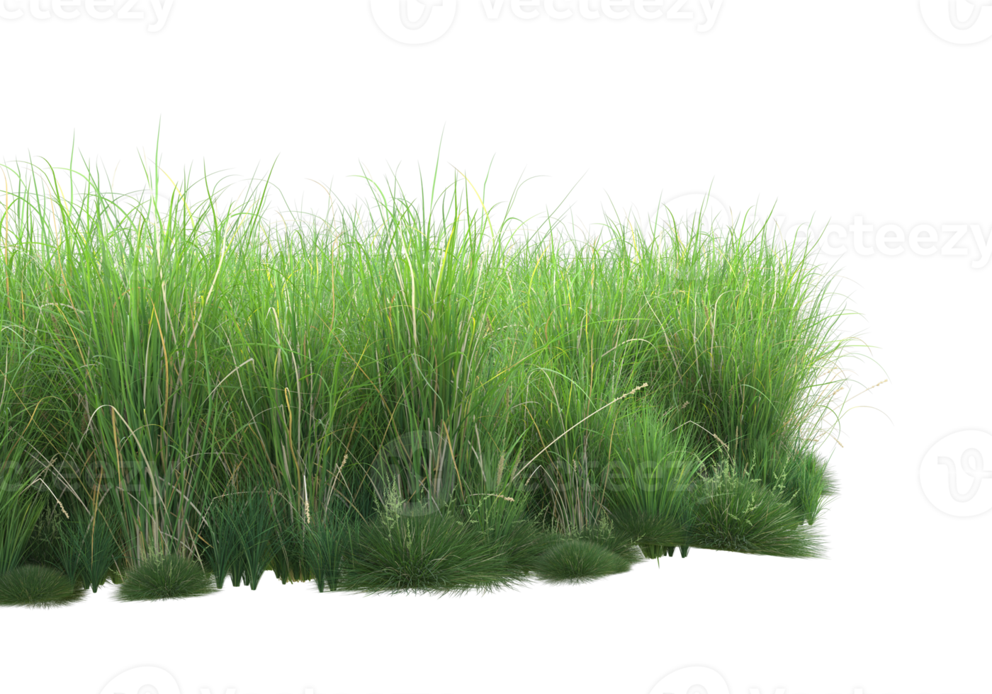 Realistic foliage isolated on transparent background. 3d rendering - illustration png