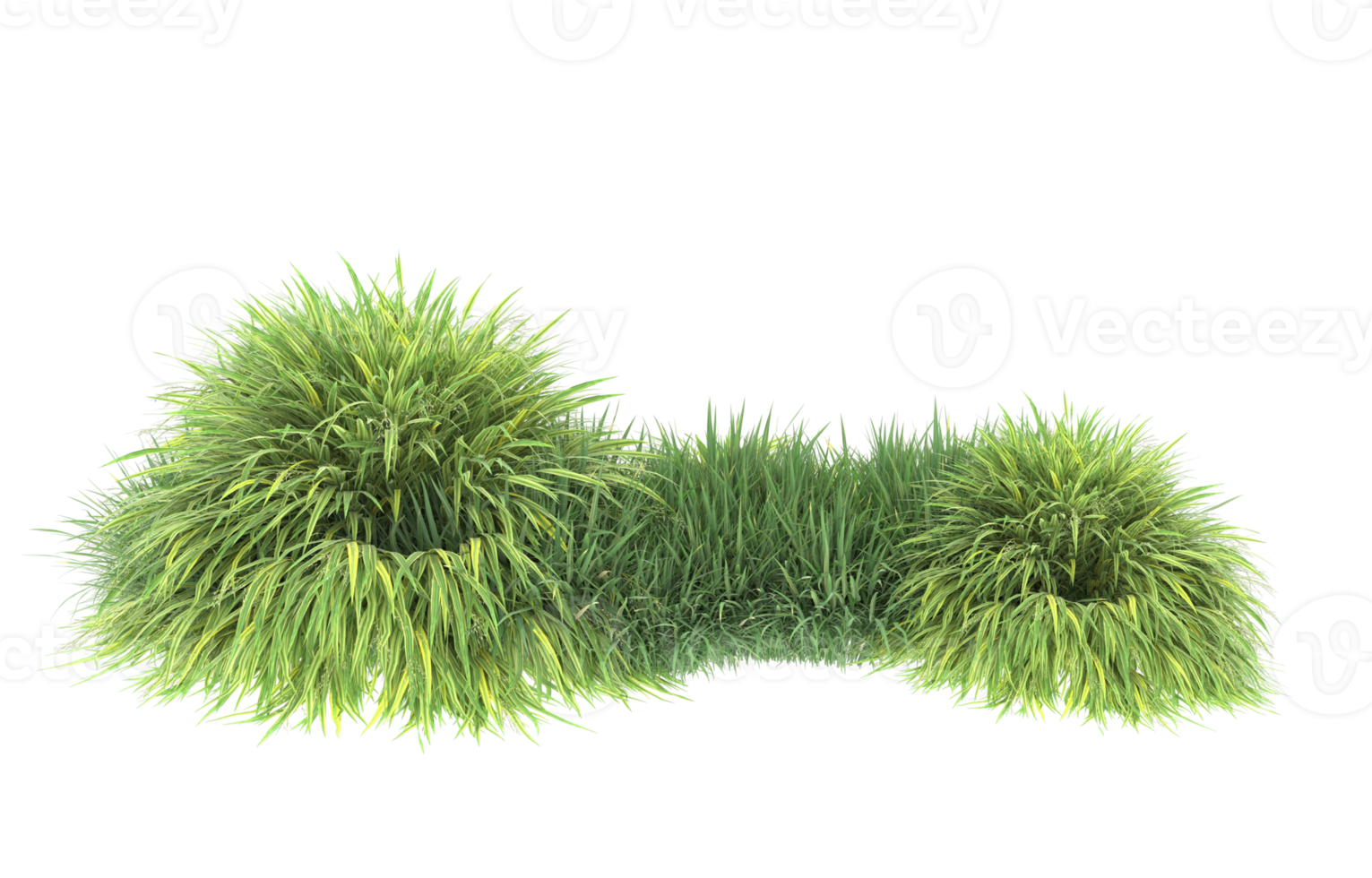 Realistic foliage isolated on transparent background. 3d rendering - illustration png