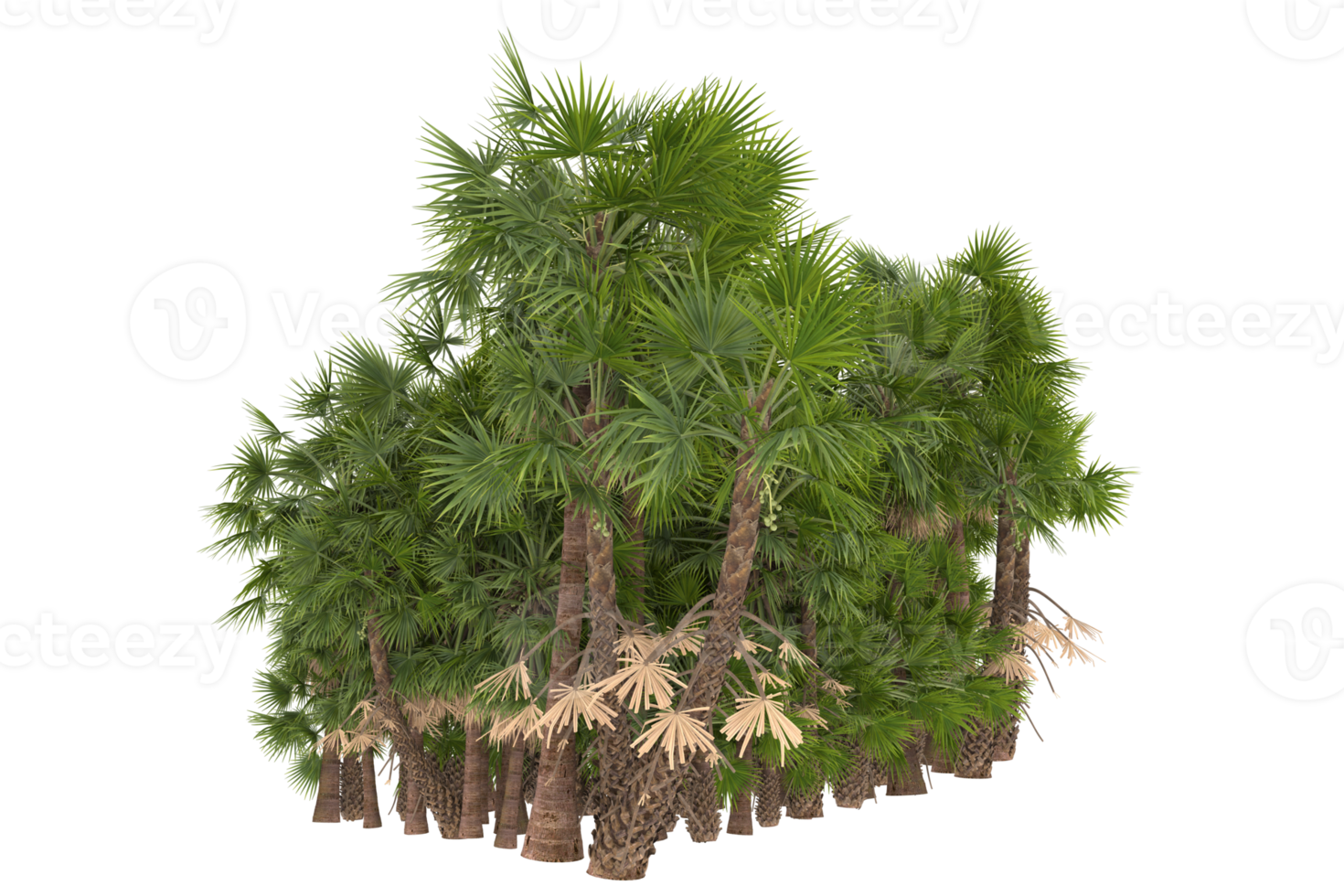 Palm trees isolated on transparent background. 3d rendering - illustration png