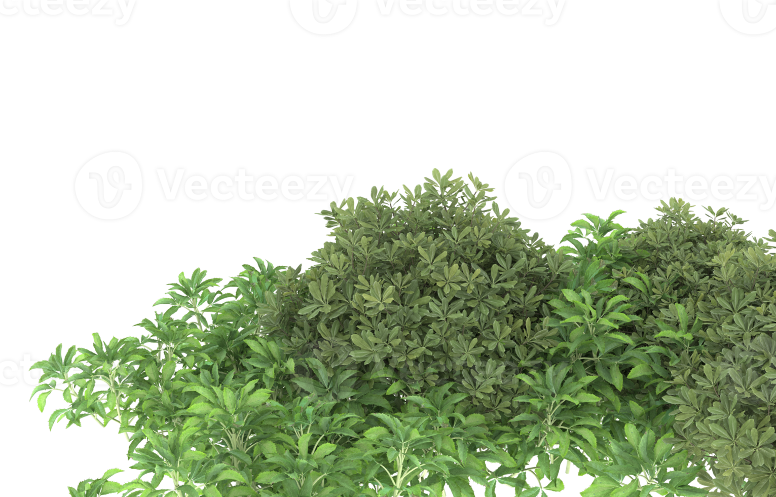 Realistic foliage isolated on transparent background. 3d rendering - illustration png