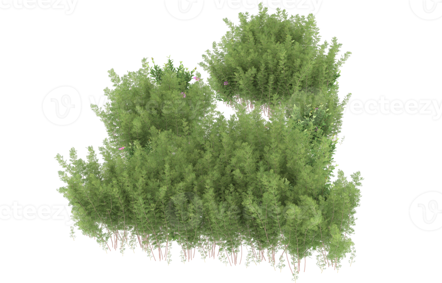 Realistic foliage isolated on transparent background. 3d rendering - illustration png