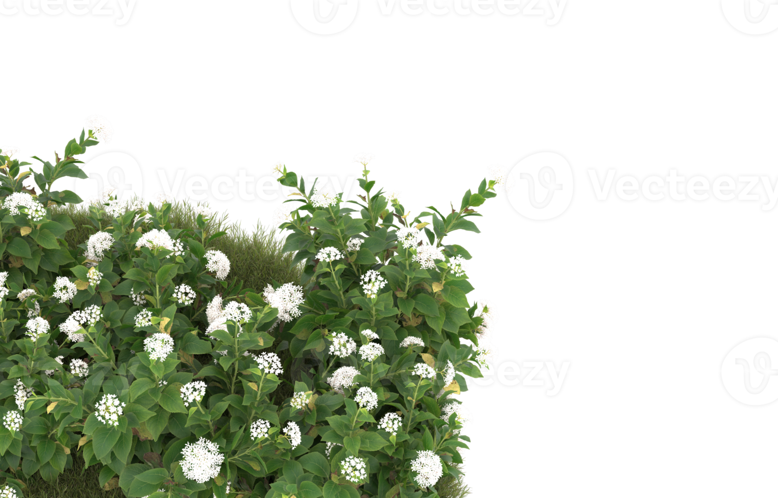 Realistic foliage isolated on transparent background. 3d rendering - illustration png