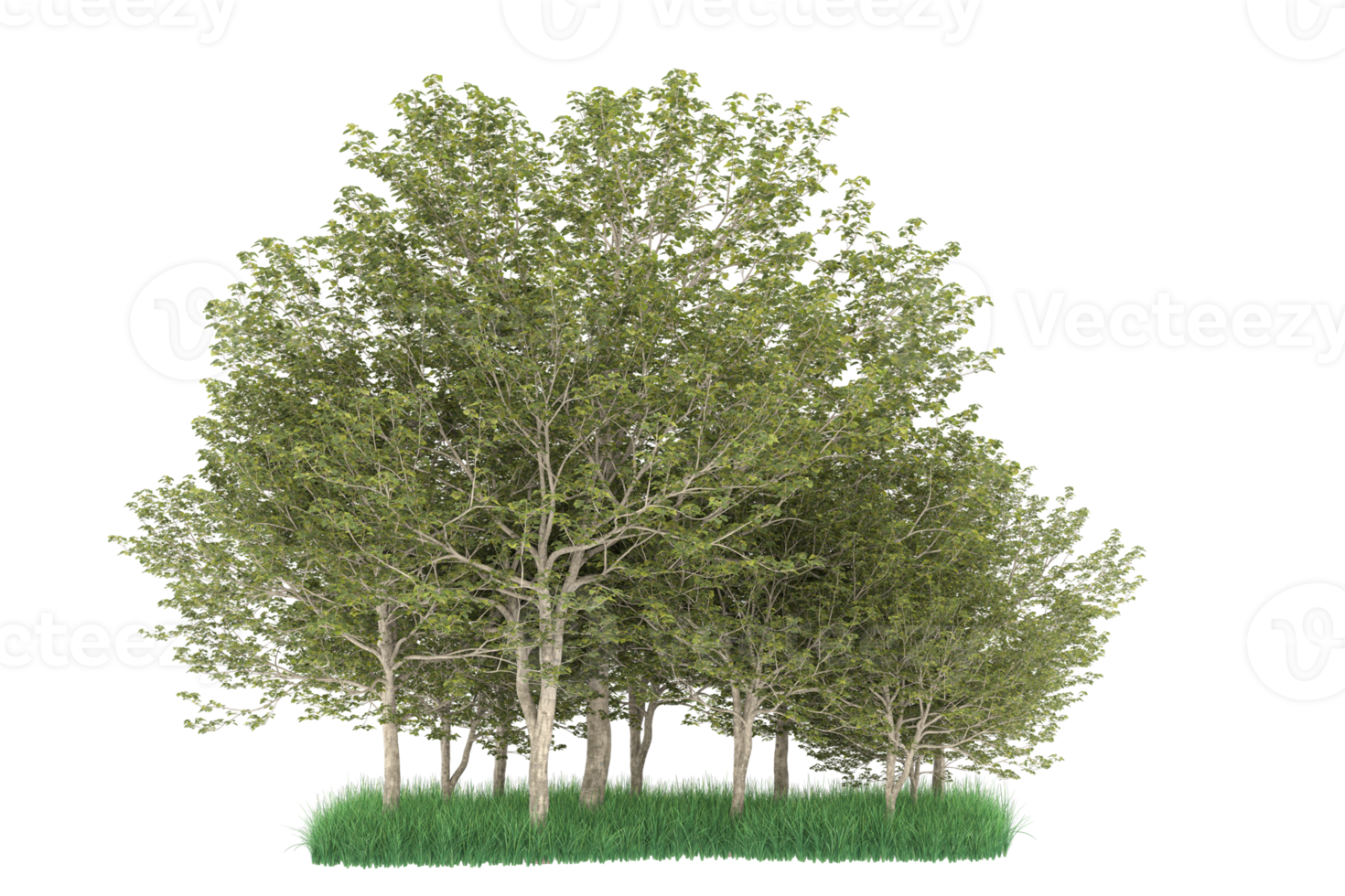 Realistic forest isolated on transparent background. 3d rendering - illustration png