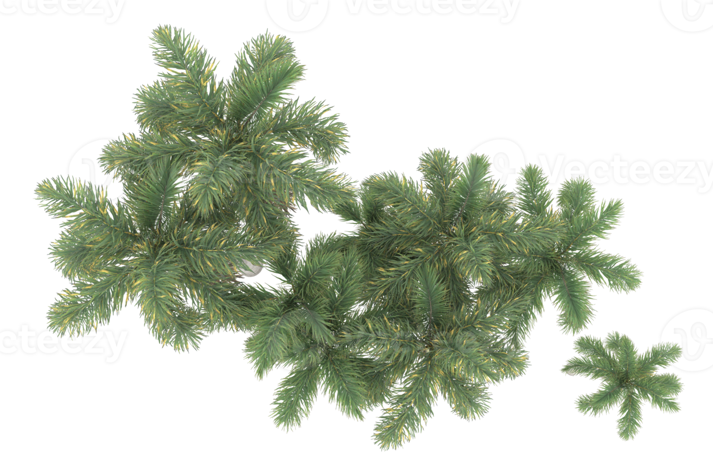 Palm trees isolated on transparent background. 3d rendering - illustration png