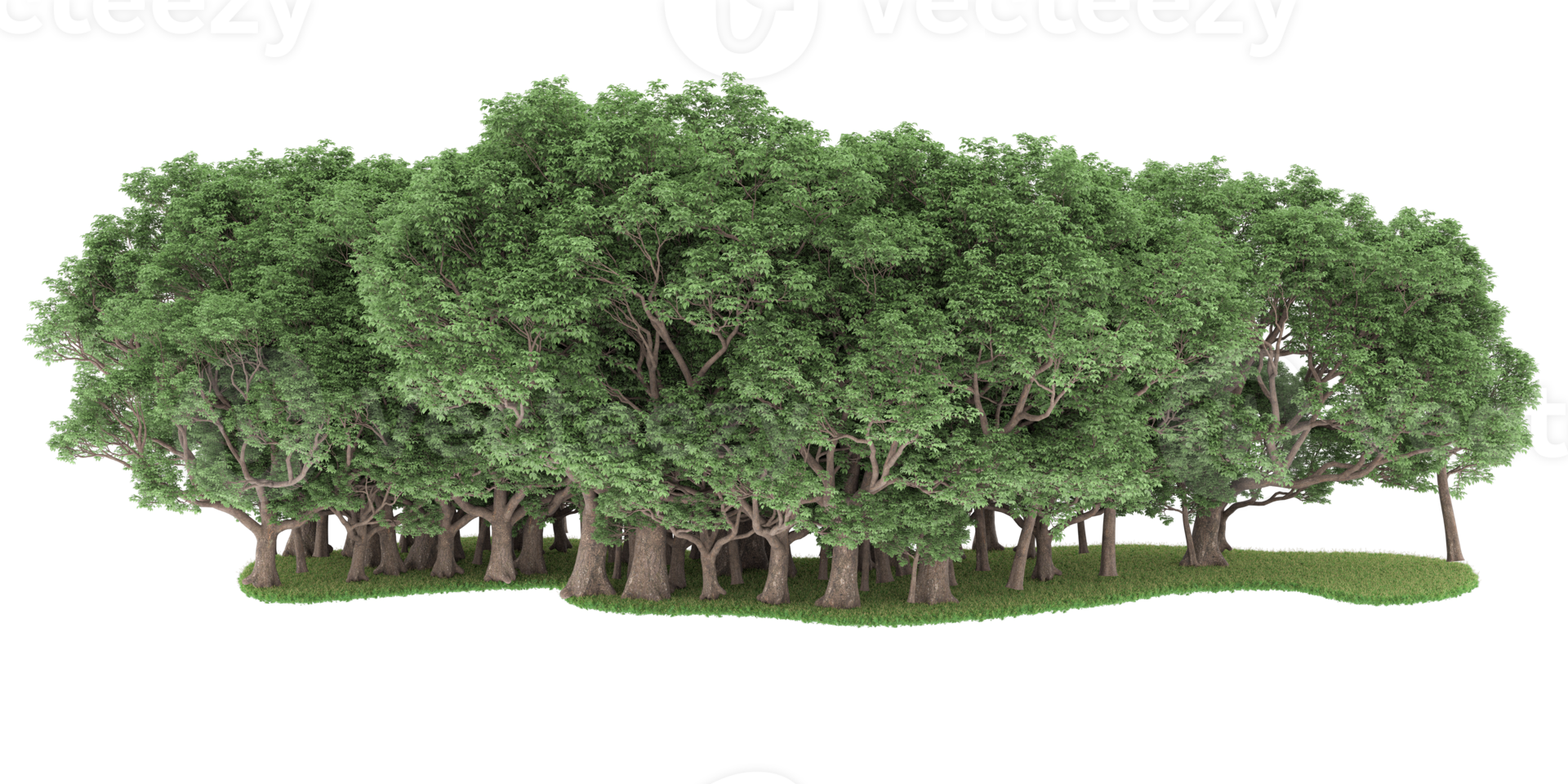 Realistic forest isolated on transparent background. 3d rendering - illustration png