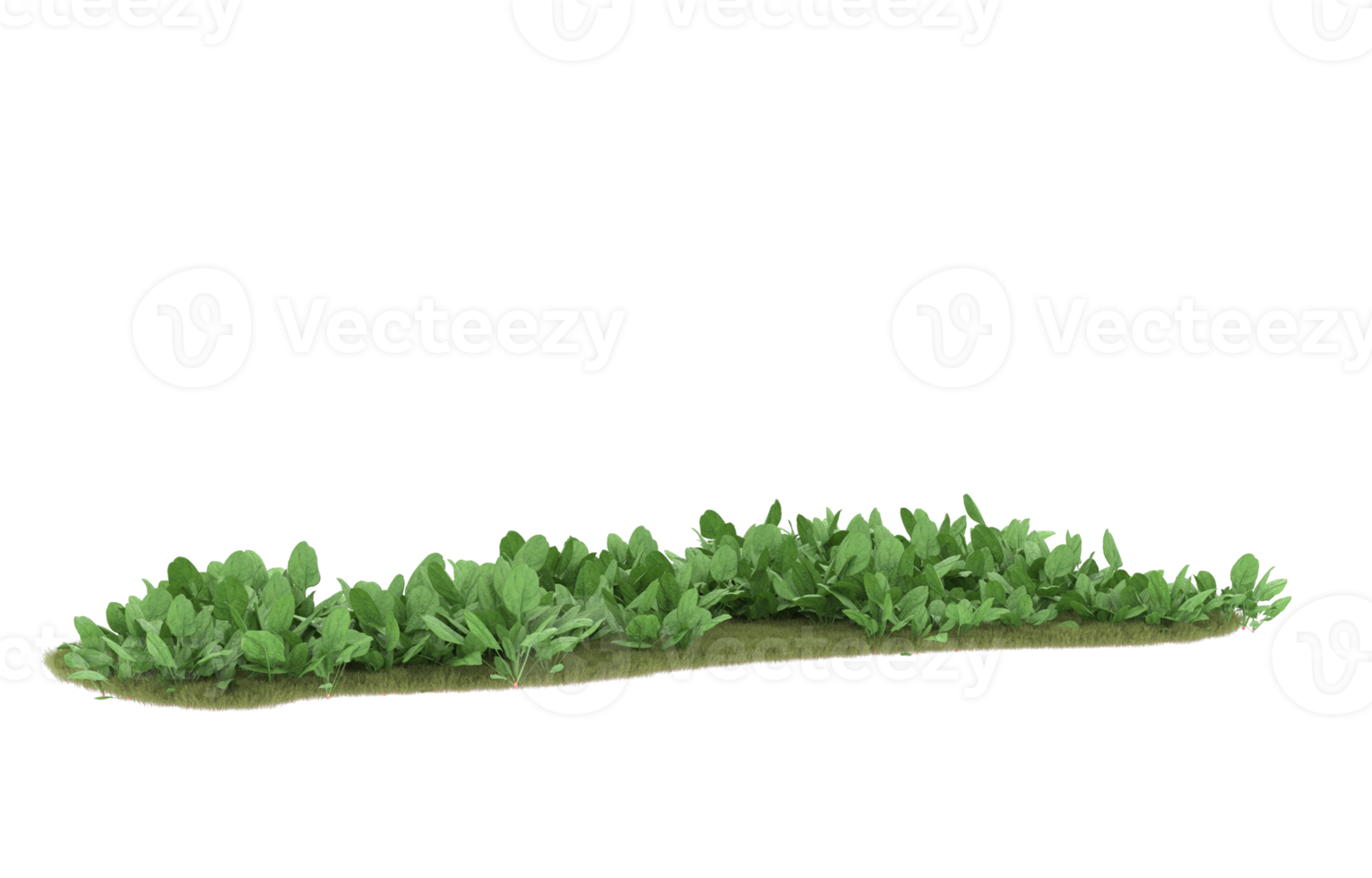 realistisk lövverk isolerat på transparent bakgrund. 3d tolkning - illustration png