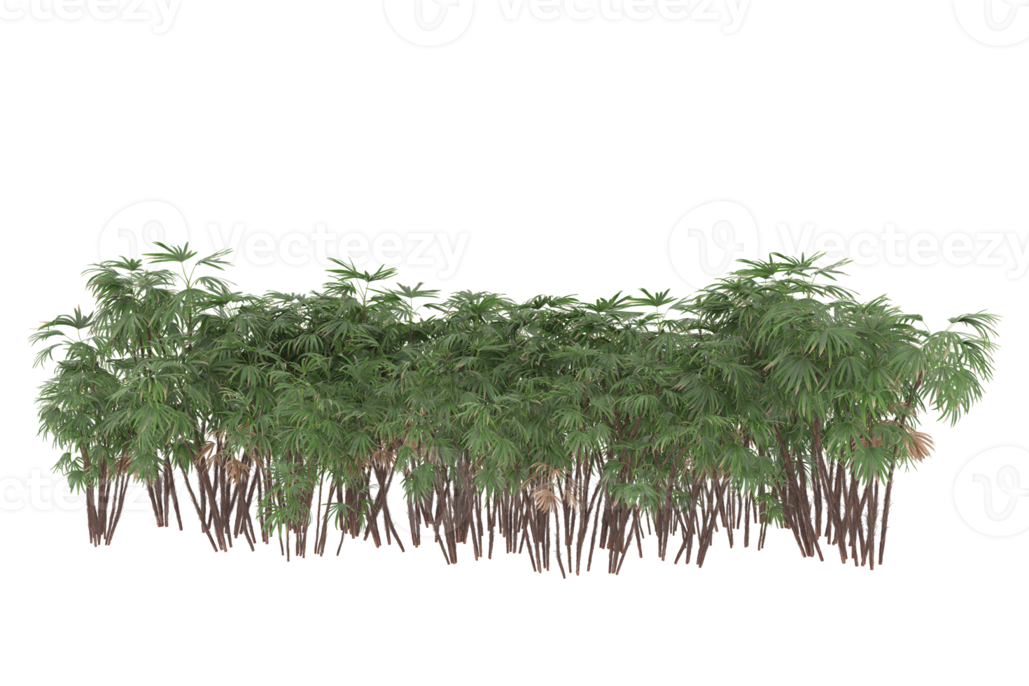 Palm trees isolated on transparent background. 3d rendering - illustration png