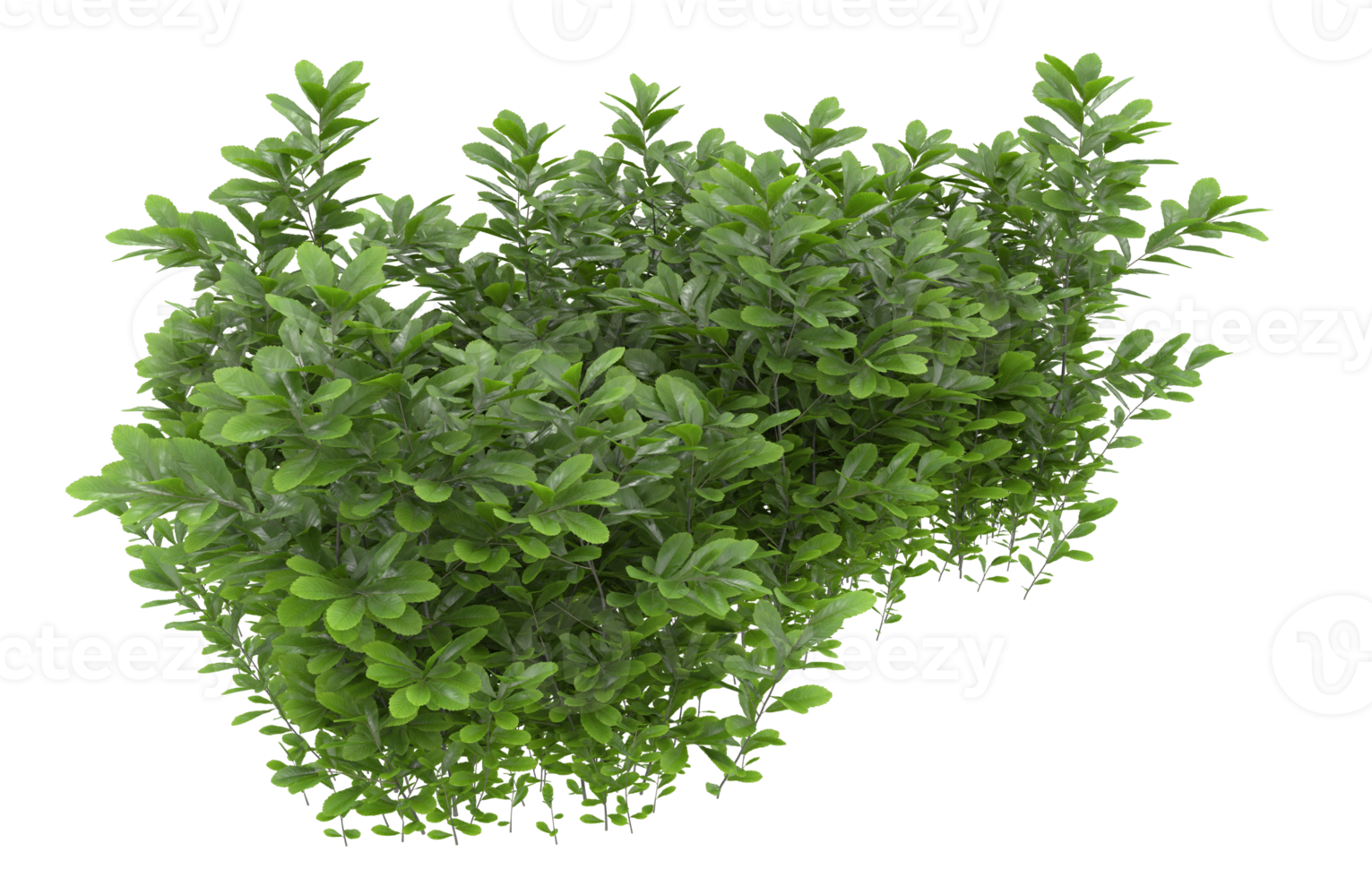 Realistic foliage isolated on transparent background. 3d rendering - illustration png