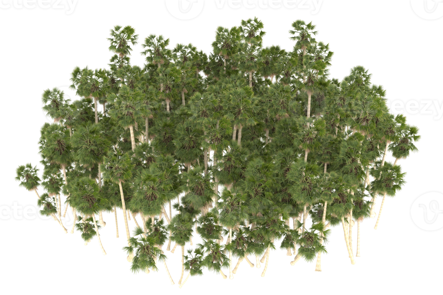 Palm trees isolated on transparent background. 3d rendering - illustration png
