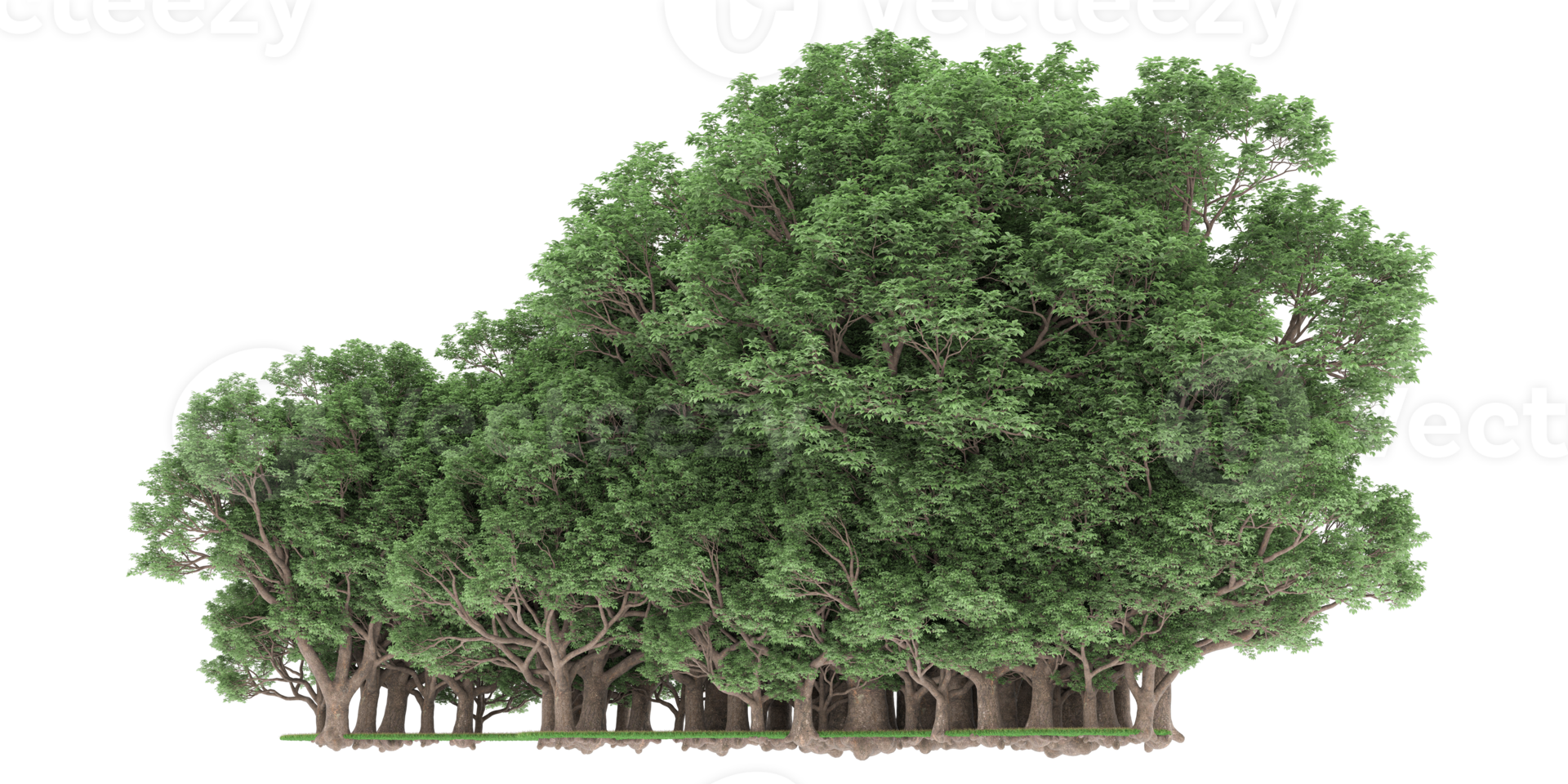 Realistic forest isolated on transparent background. 3d rendering - illustration png