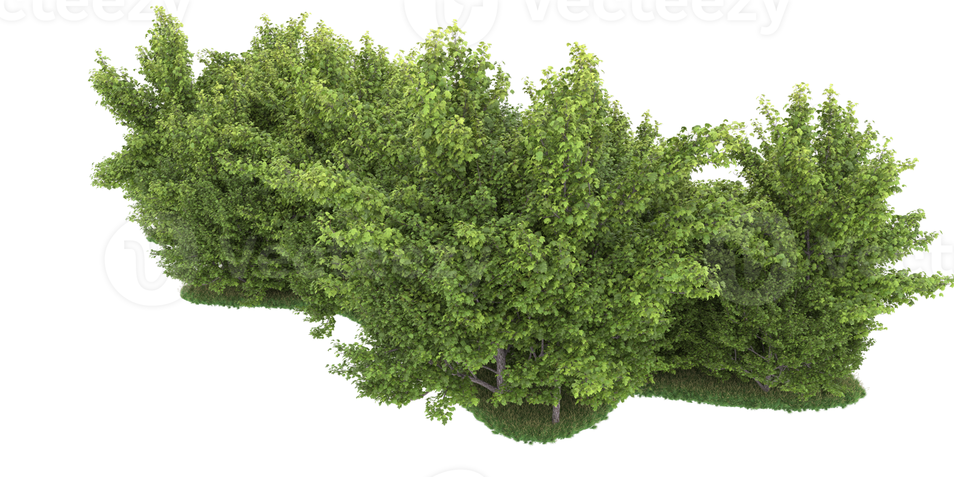 Realistic forest isolated on transparent background. 3d rendering - illustration png