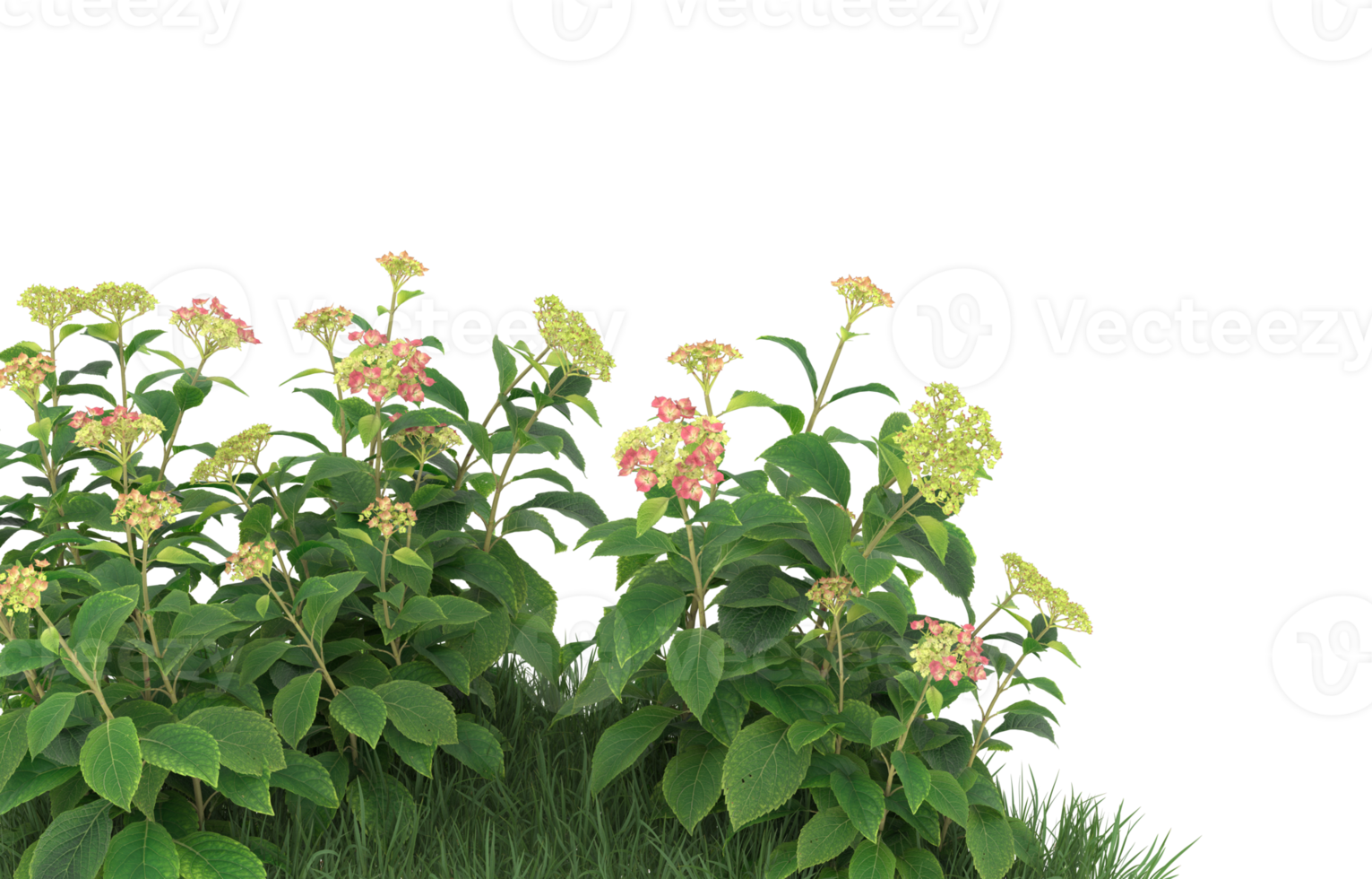 Realistic foliage isolated on transparent background. 3d rendering - illustration png