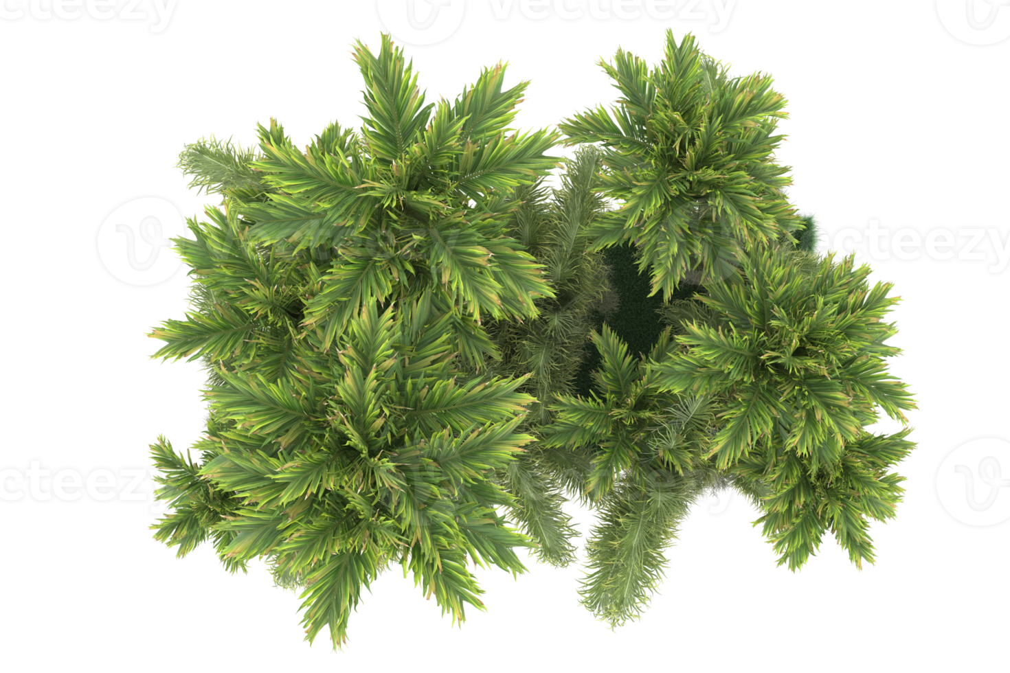 Palm trees isolated on transparent background. 3d rendering - illustration png