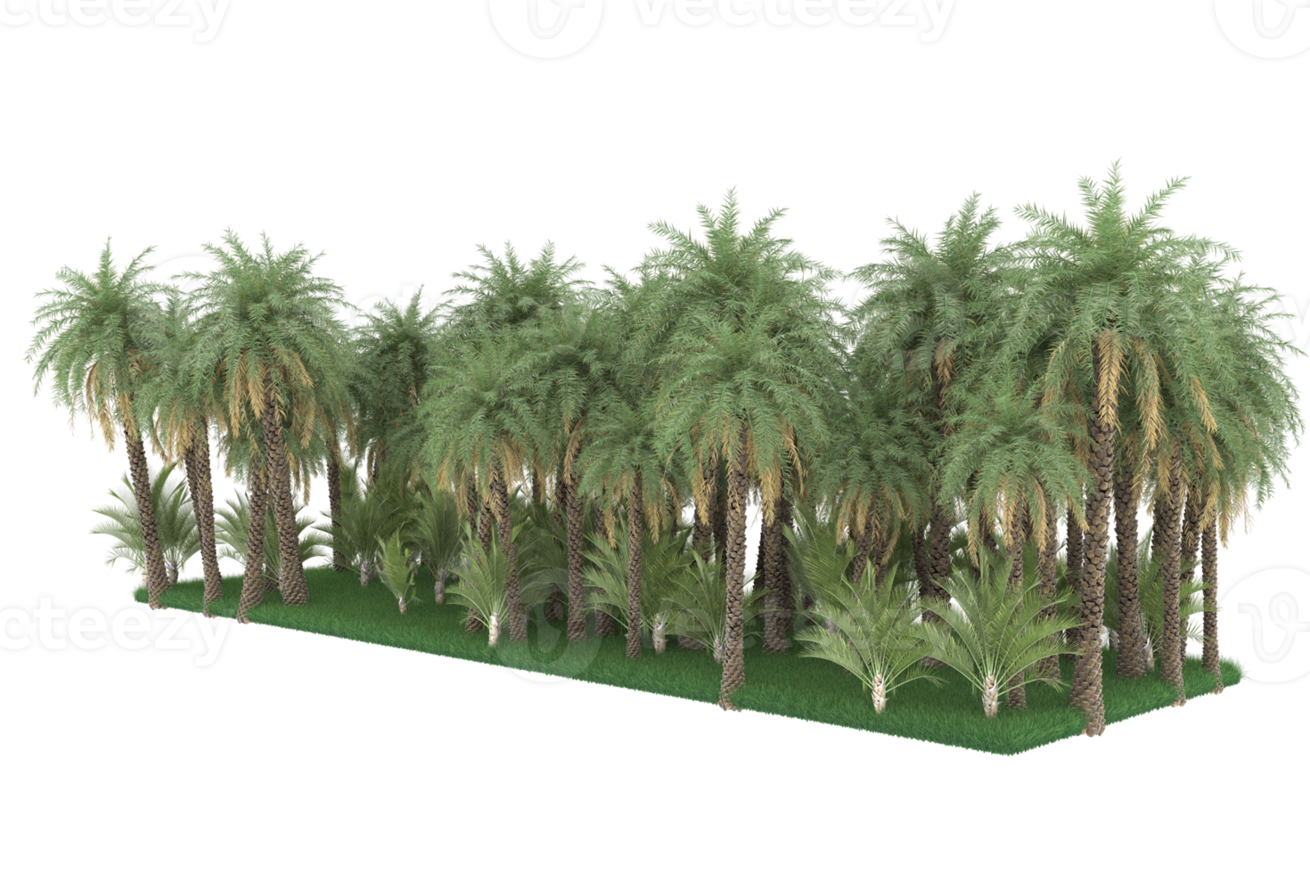 Palm trees isolated on transparent background. 3d rendering - illustration png