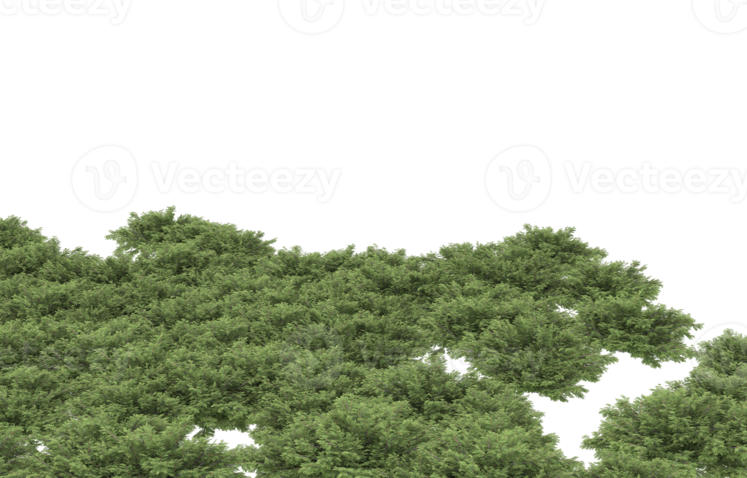 Realistic foliage isolated on transparent background. 3d rendering - illustration png