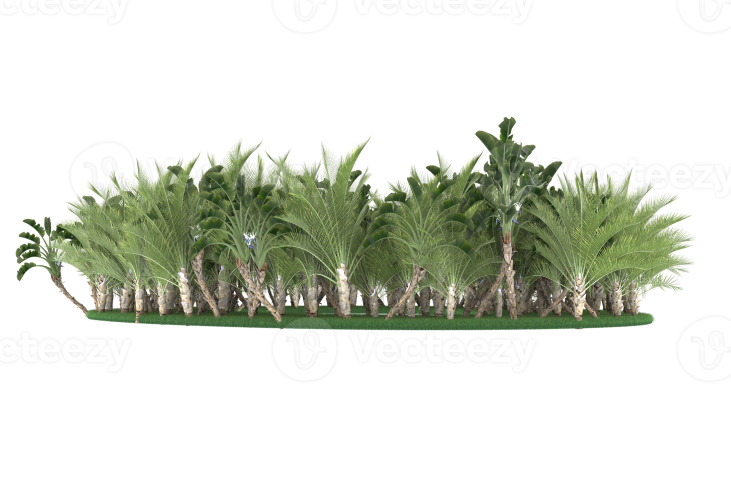 Palm trees isolated on transparent background. 3d rendering - illustration png