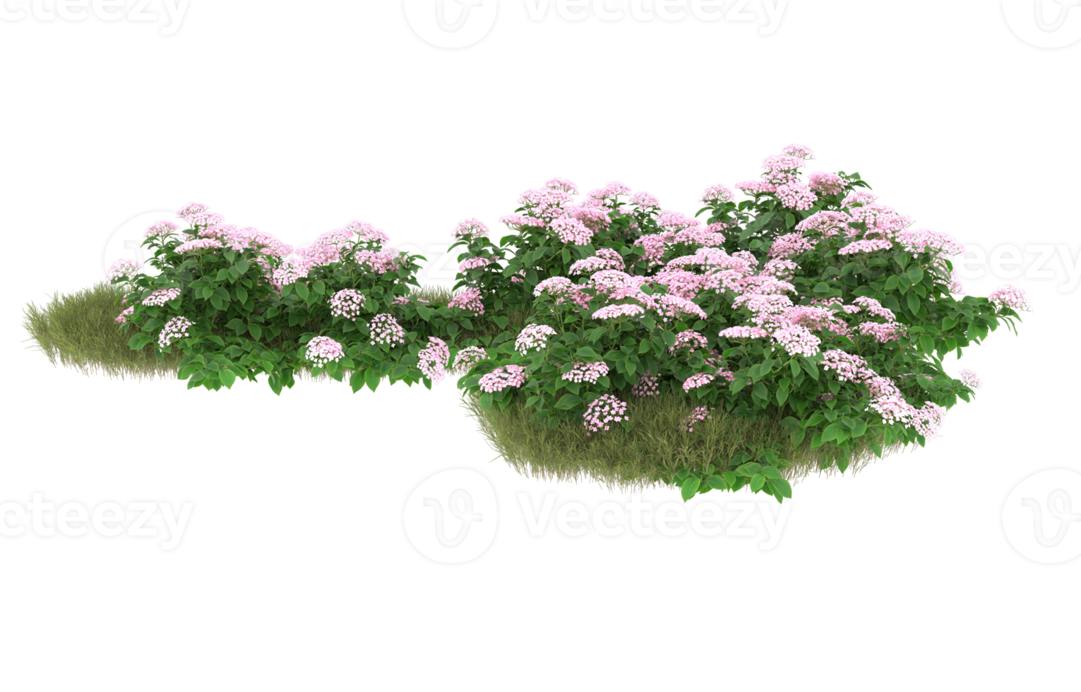 Realistic foliage isolated on transparent background. 3d rendering - illustration png