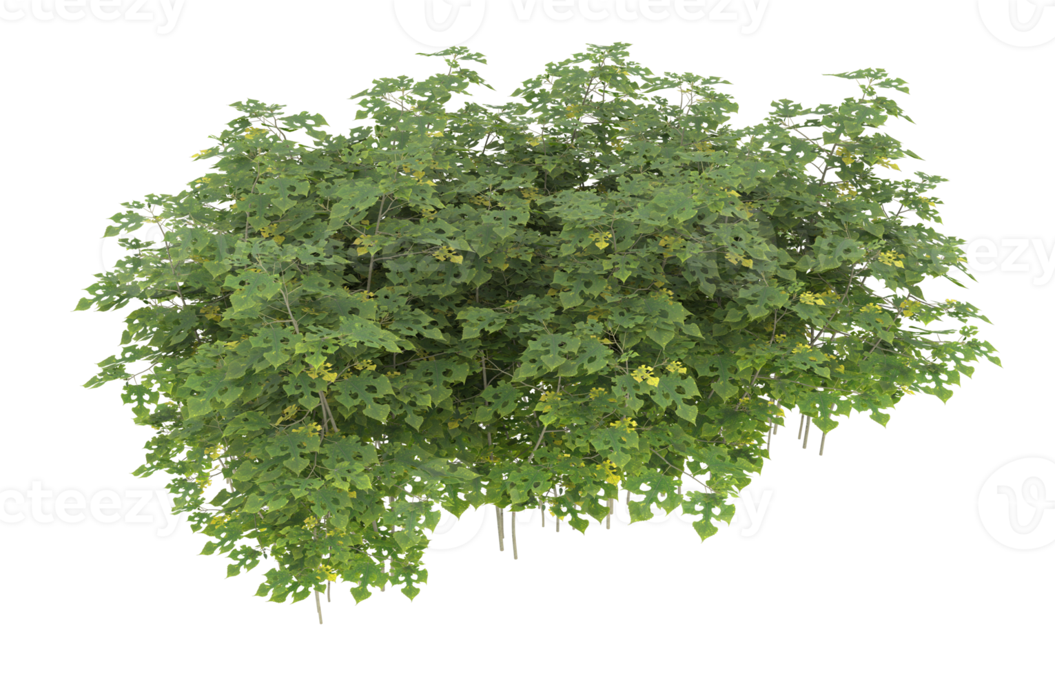Realistic foliage isolated on transparent background. 3d rendering - illustration png
