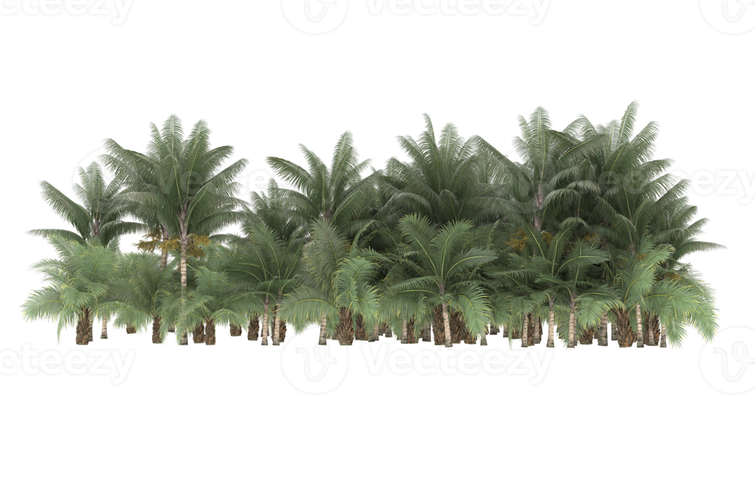 Palm trees isolated on transparent background. 3d rendering - illustration png